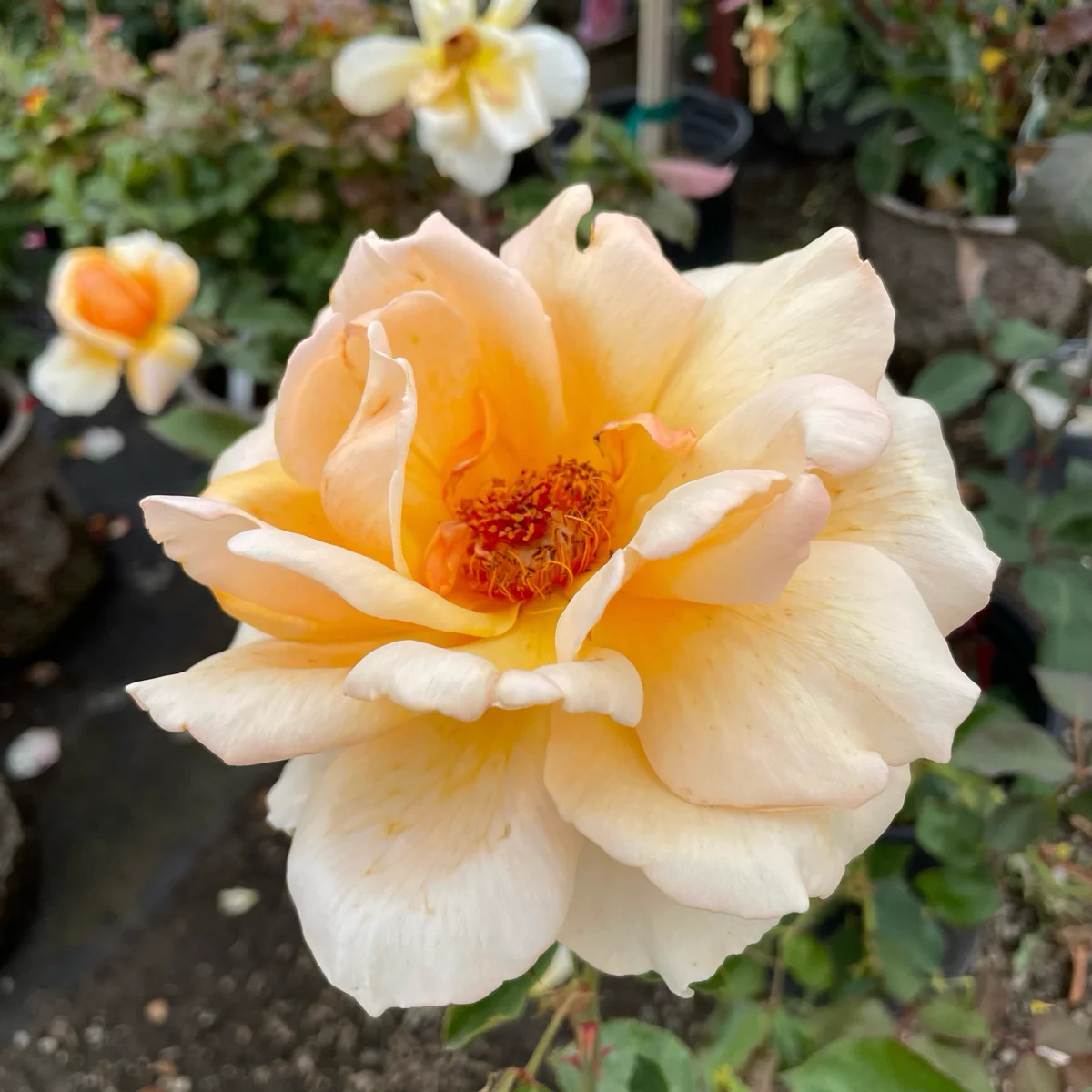 Just Joey Hybrid Tea Rose - Image 1