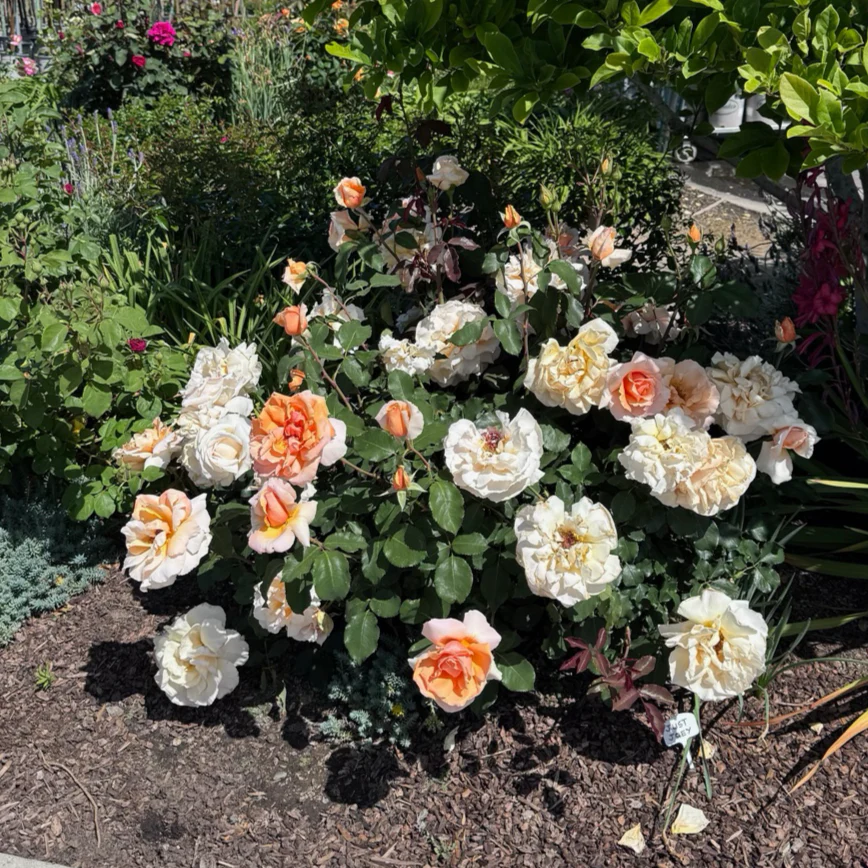 Just Joey Hybrid Tea Rose - Image 2