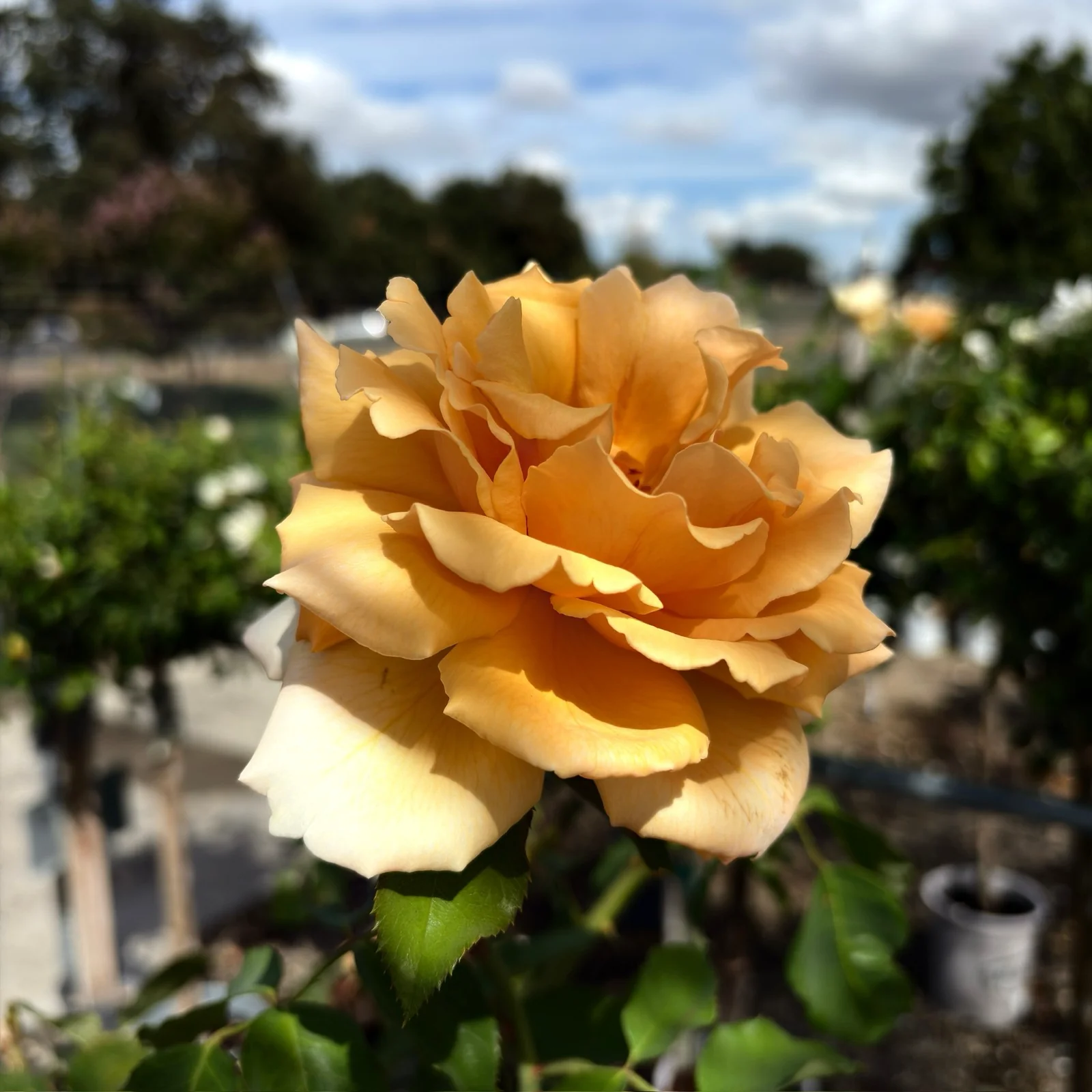 Just Joey Hybrid Tea Rose - Image 3