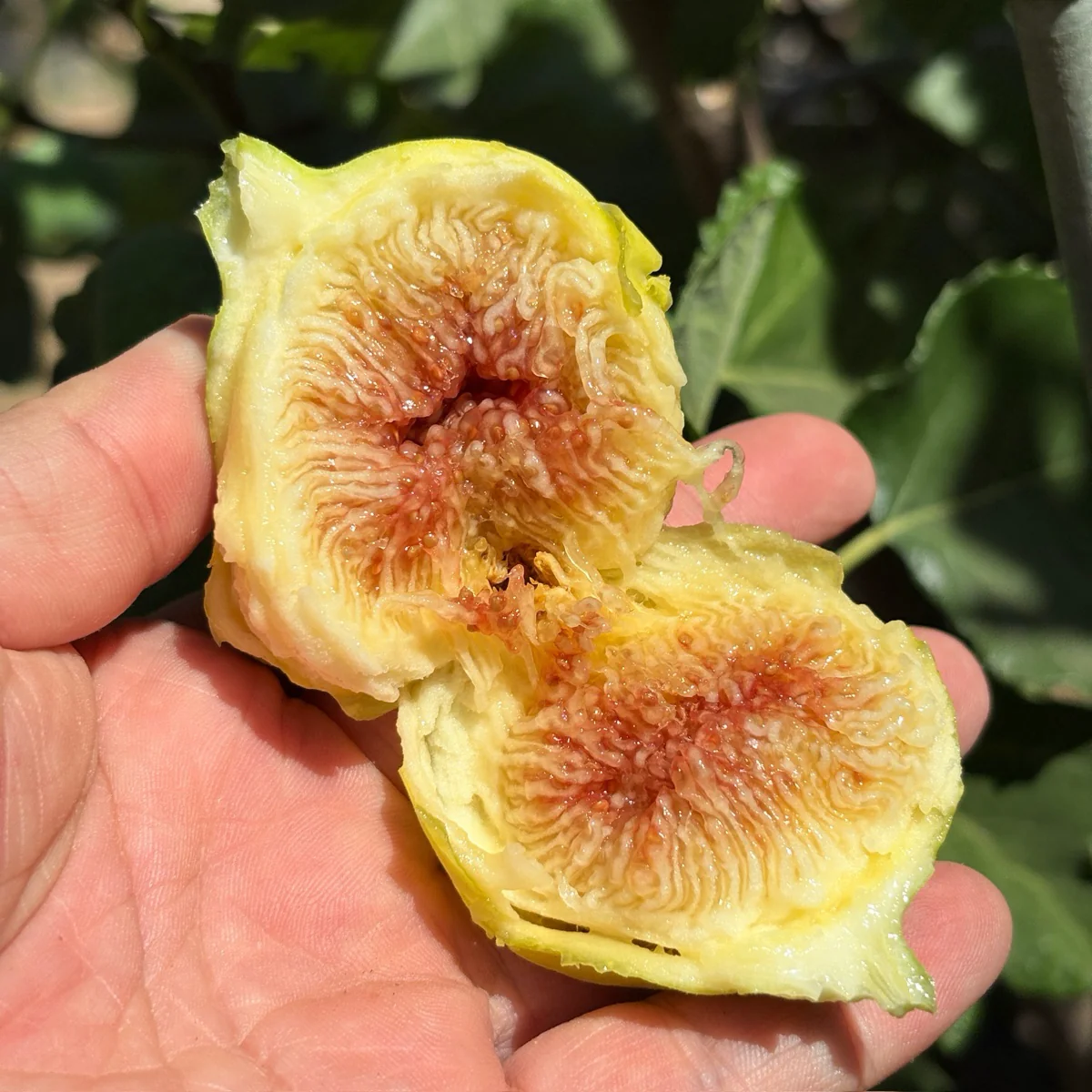 Kadota Fig