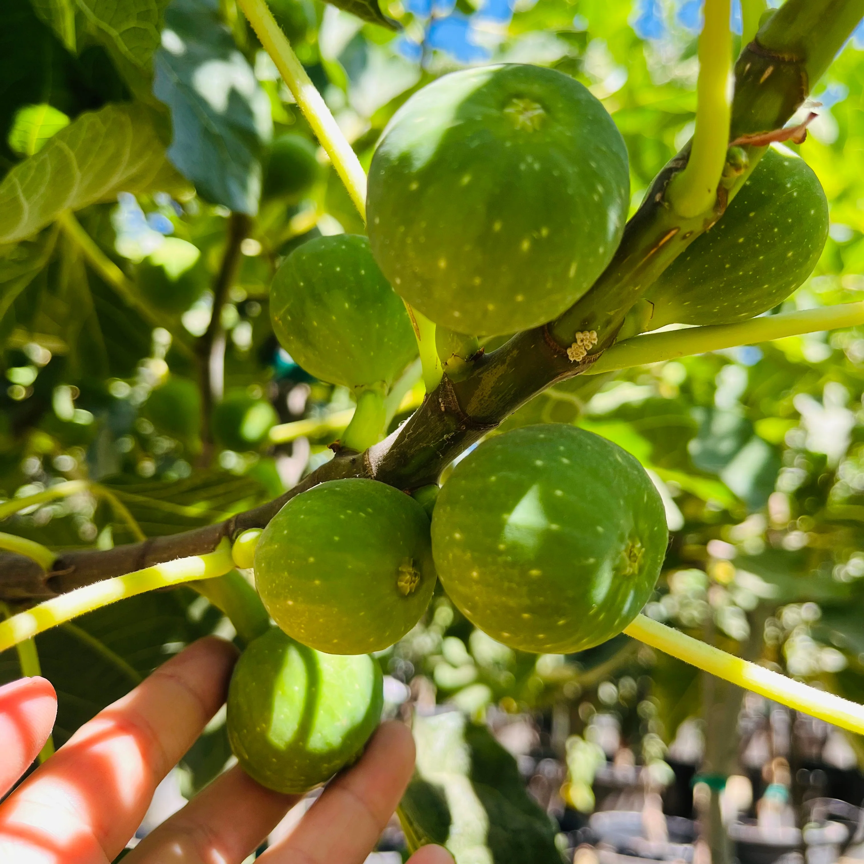 Kadota Fig - Image 2
