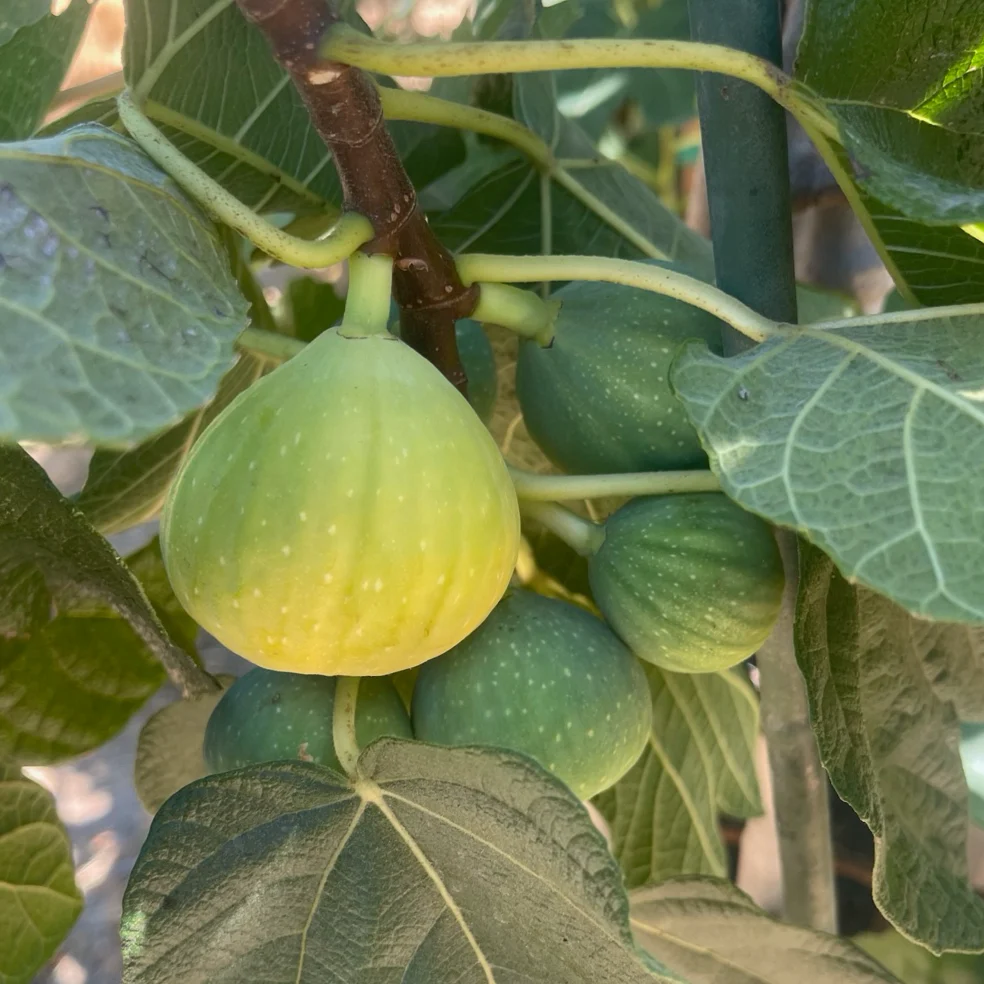 Kadota Fig - Image 3