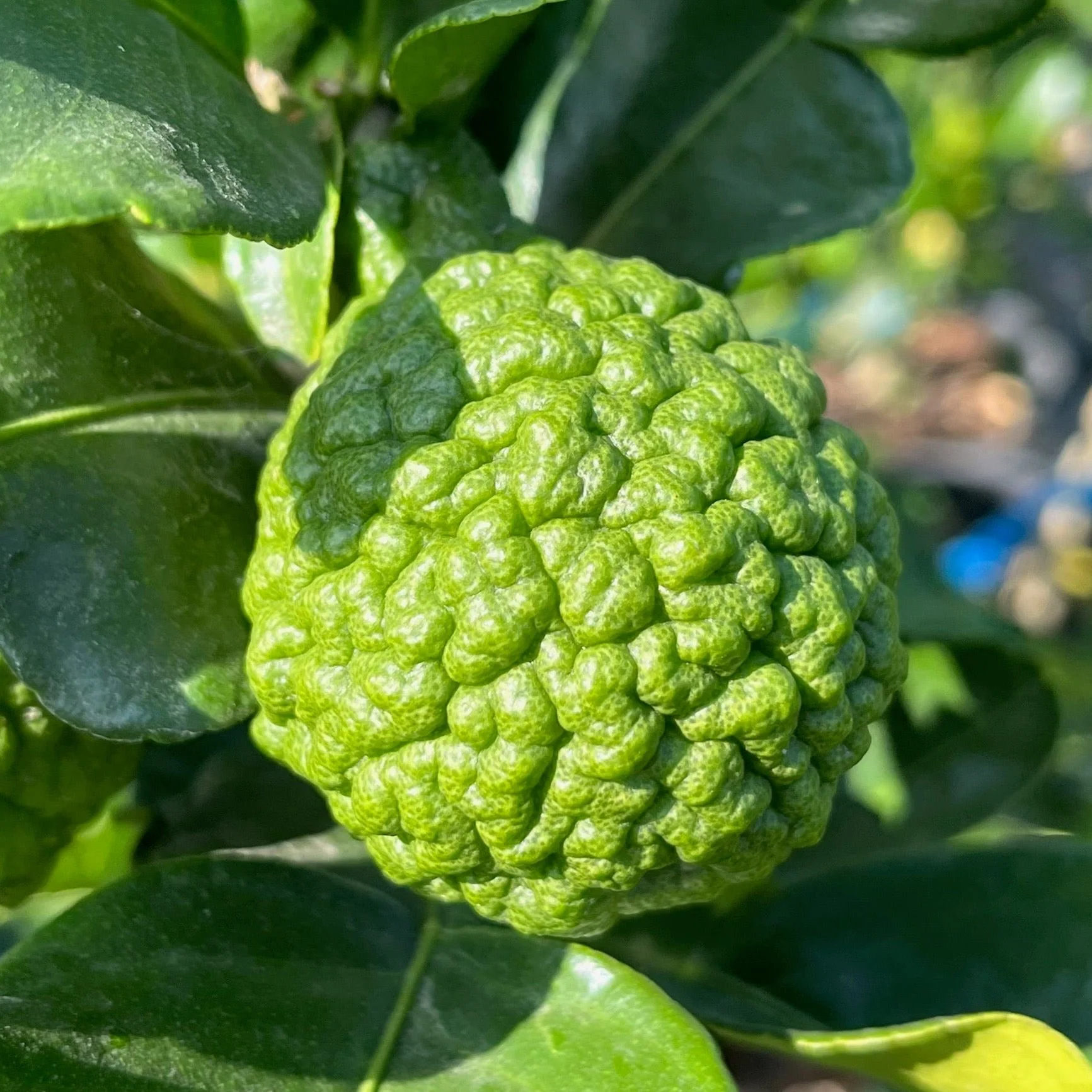 Kaffir Lime