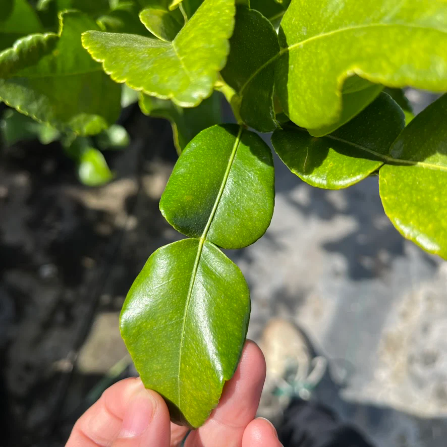 Kaffir Lime - Image 2