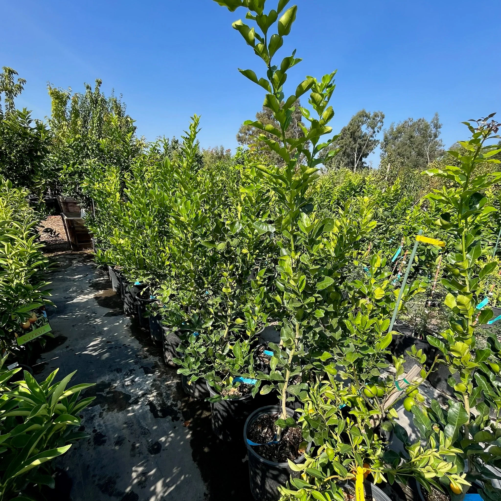Kaffir Lime - Image 3