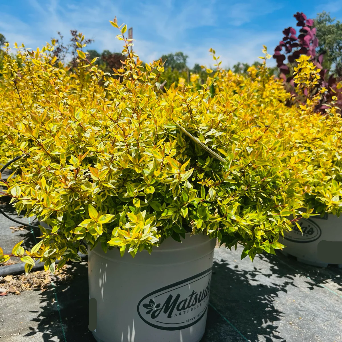 Kaleidoscope Glossy Abelia - Image 3