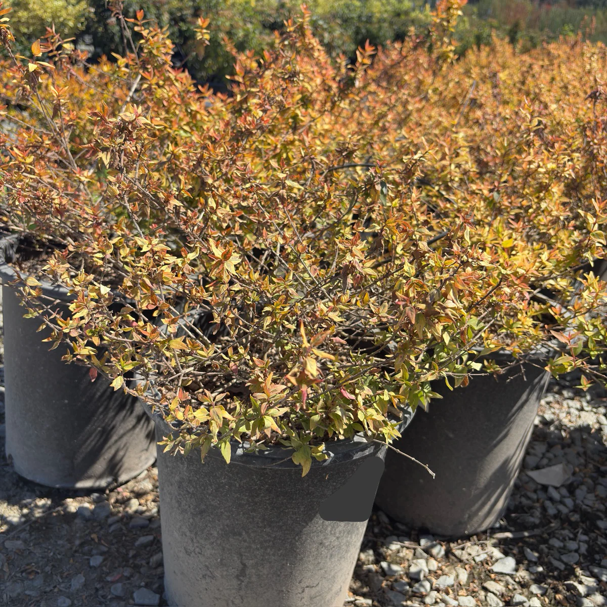 Kaleidoscope Glossy Abelia - Image 2