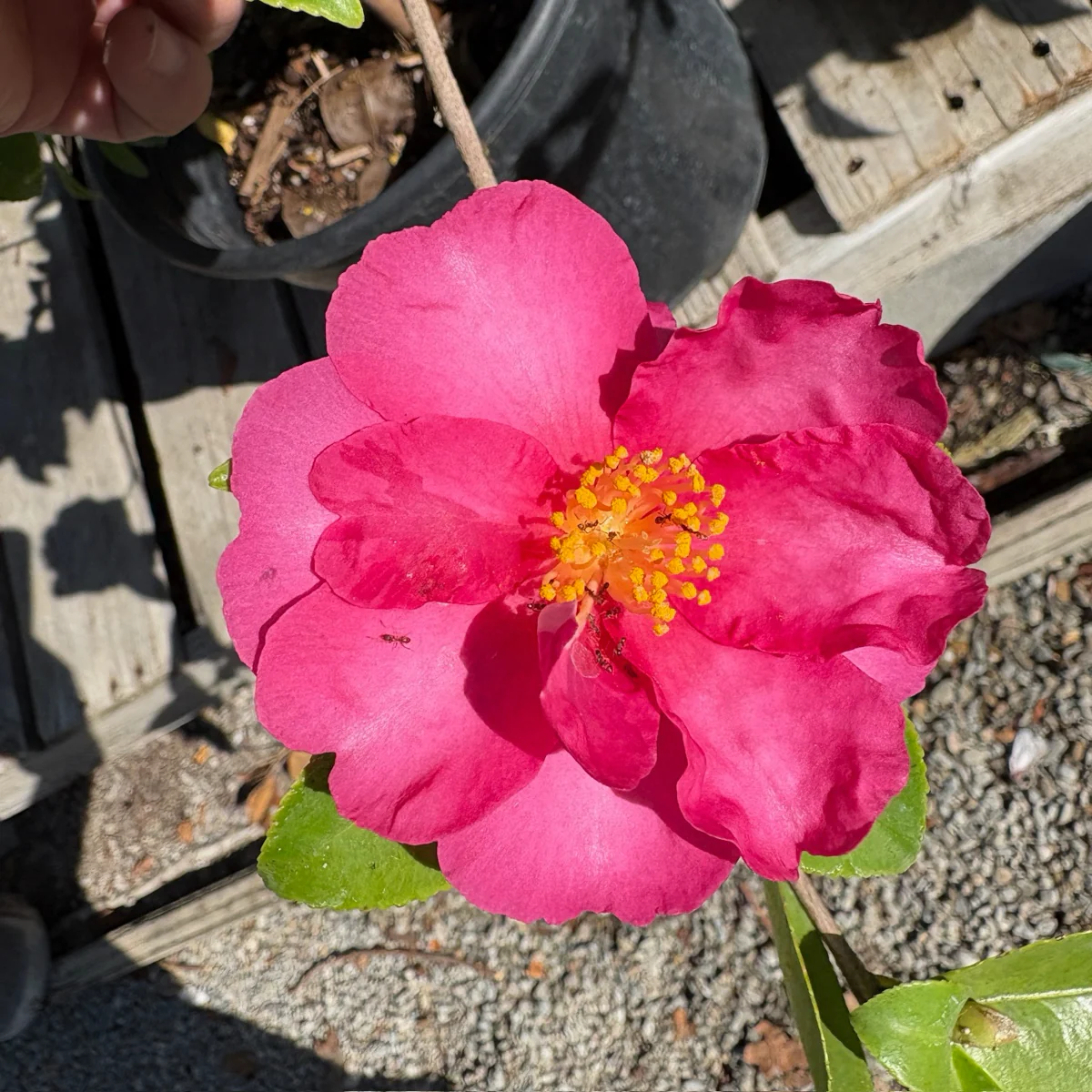 Kanjiro Camellia - Image 2
