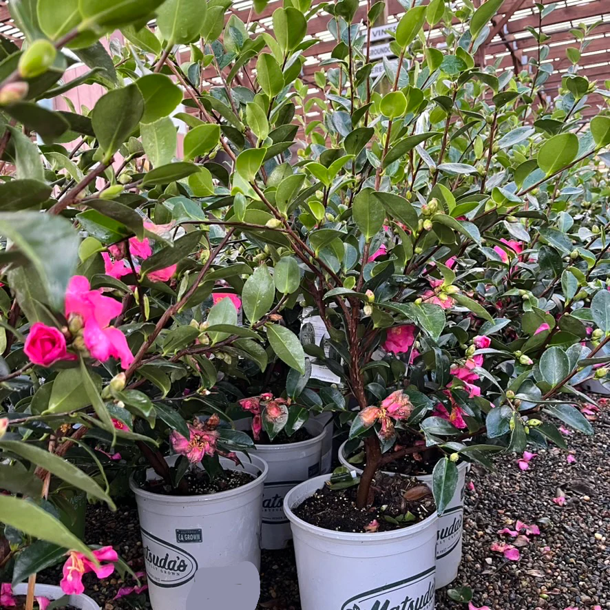 Kanjiro Camellia - Image 3