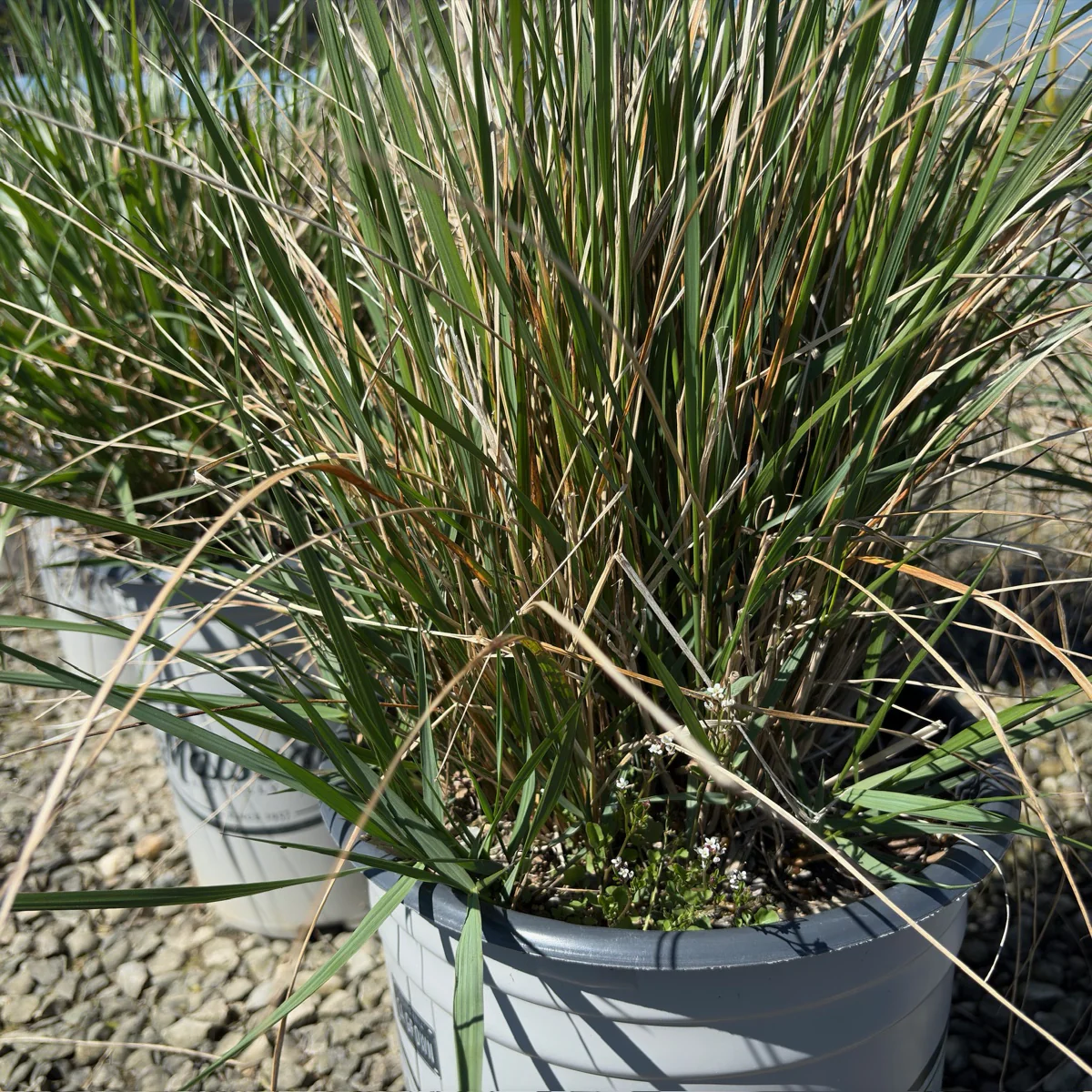 Karl Foerster Feather Reed Grass - Image 3