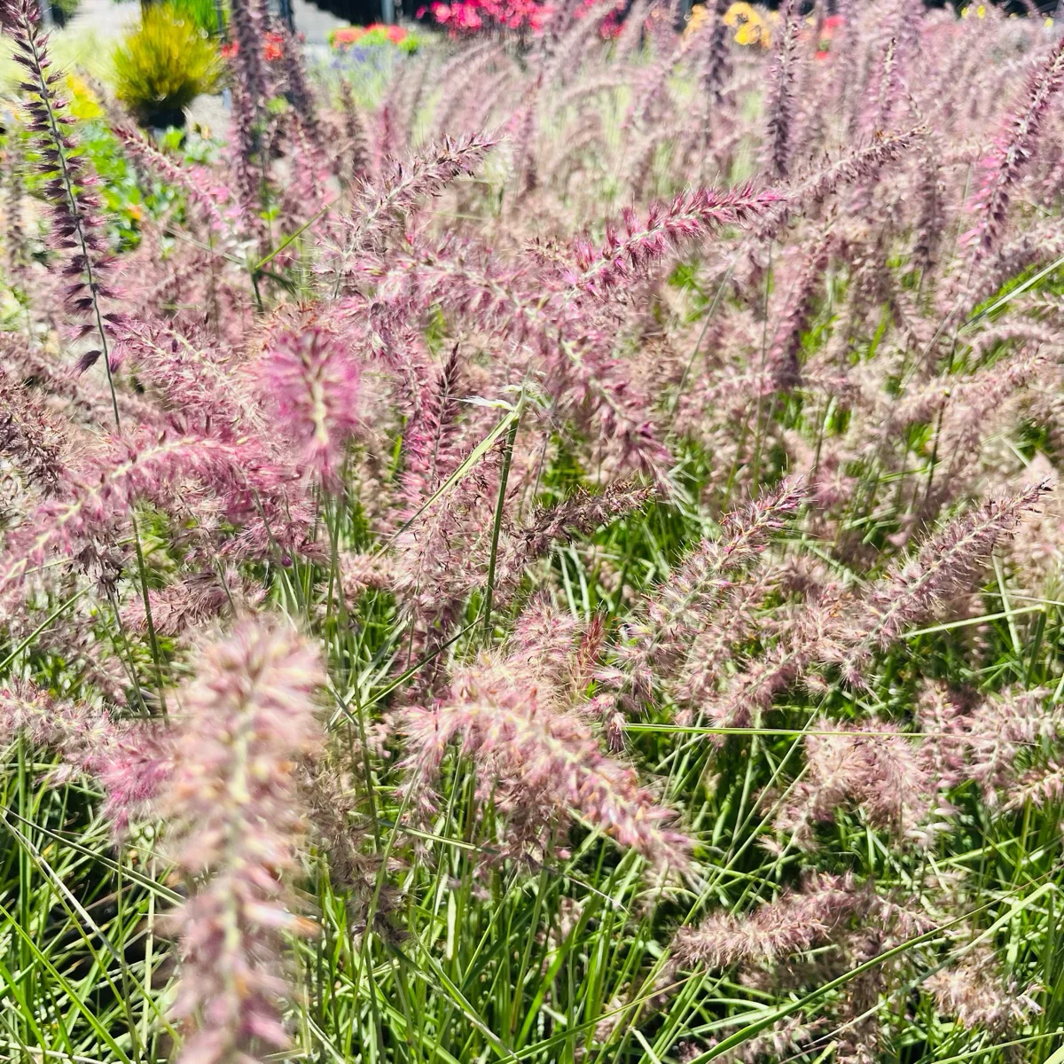 Karley Rose Oriental Fountain Grass
