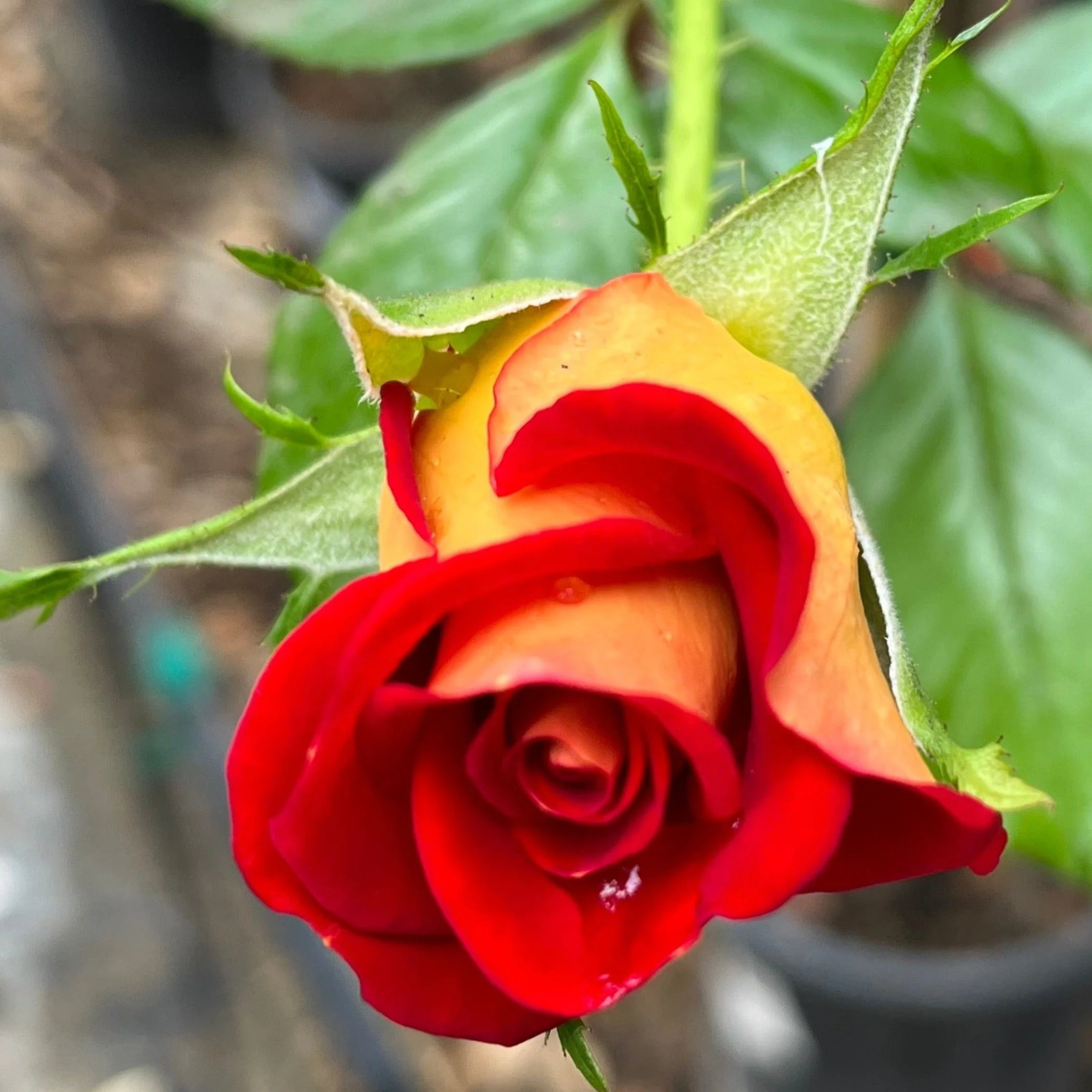Ketchup & Mustard Floribunda Rose - Image 1