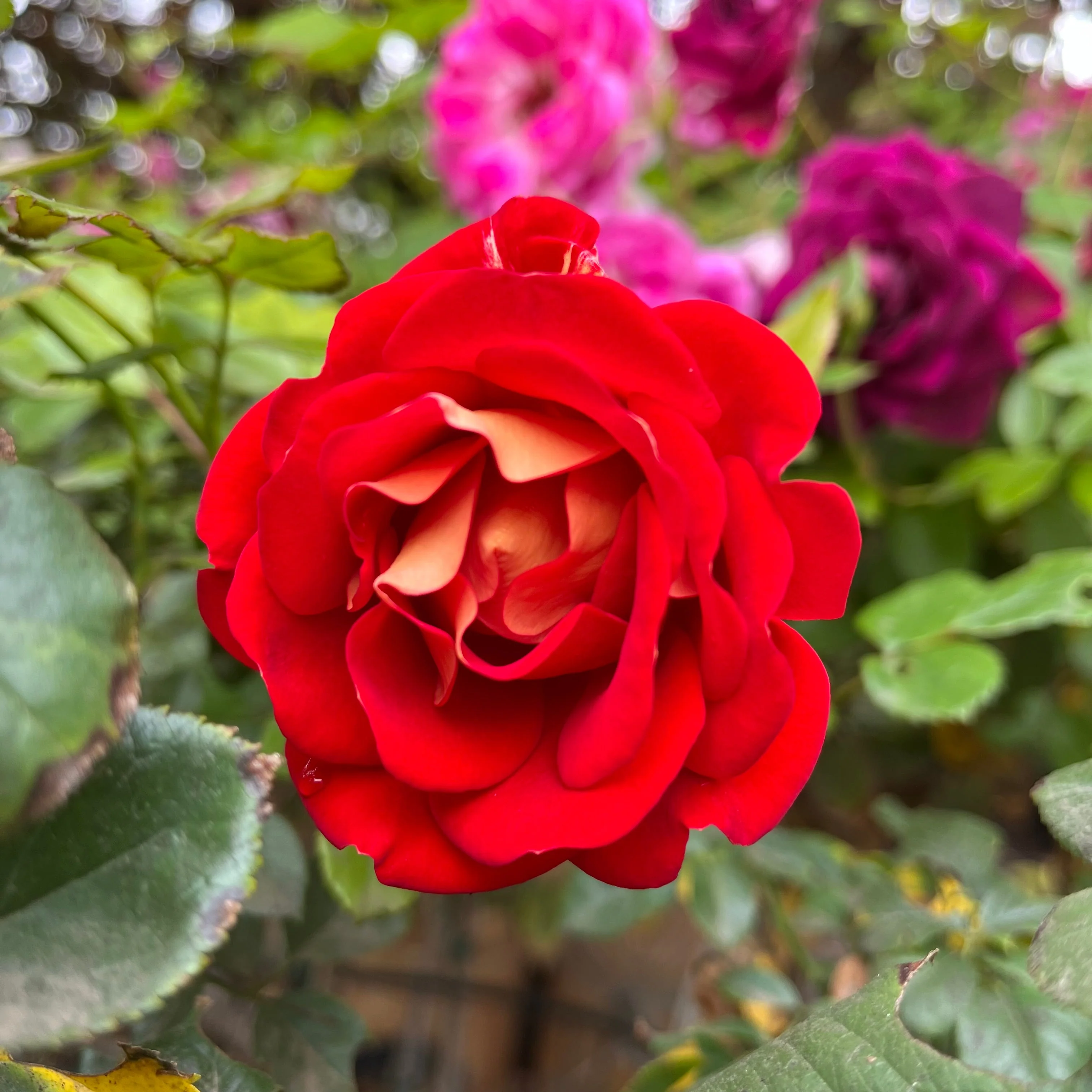 Ketchup & Mustard Floribunda Rose - Image 2