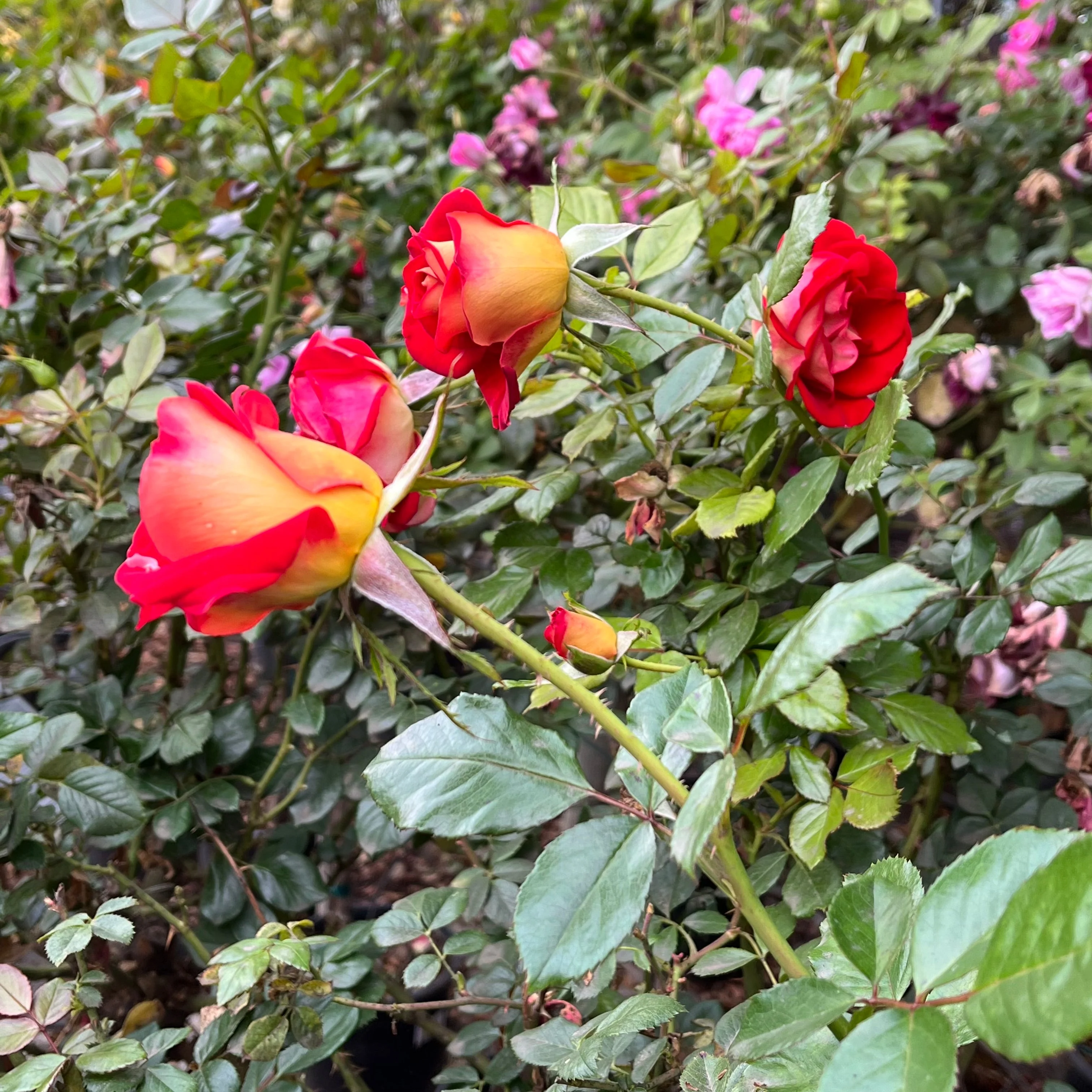 Ketchup & Mustard Floribunda Rose - Image 3