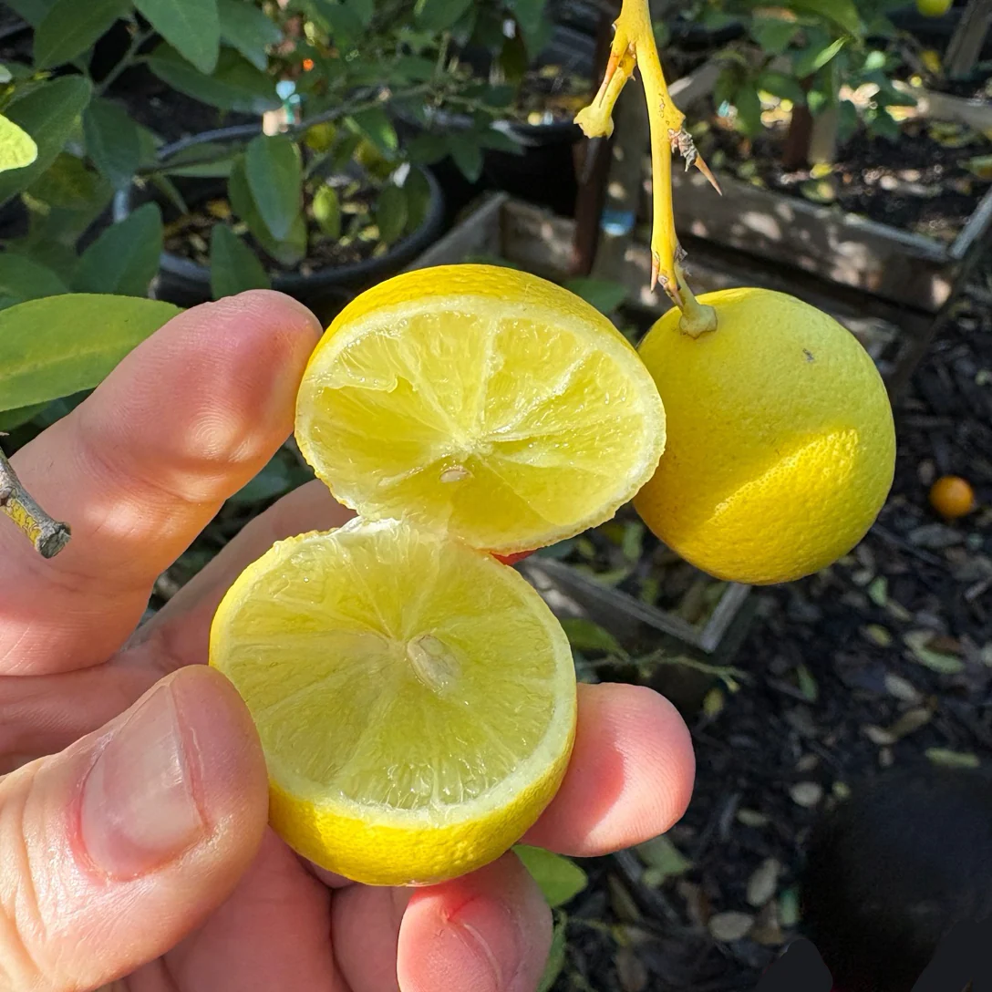 Mexican Key Lime