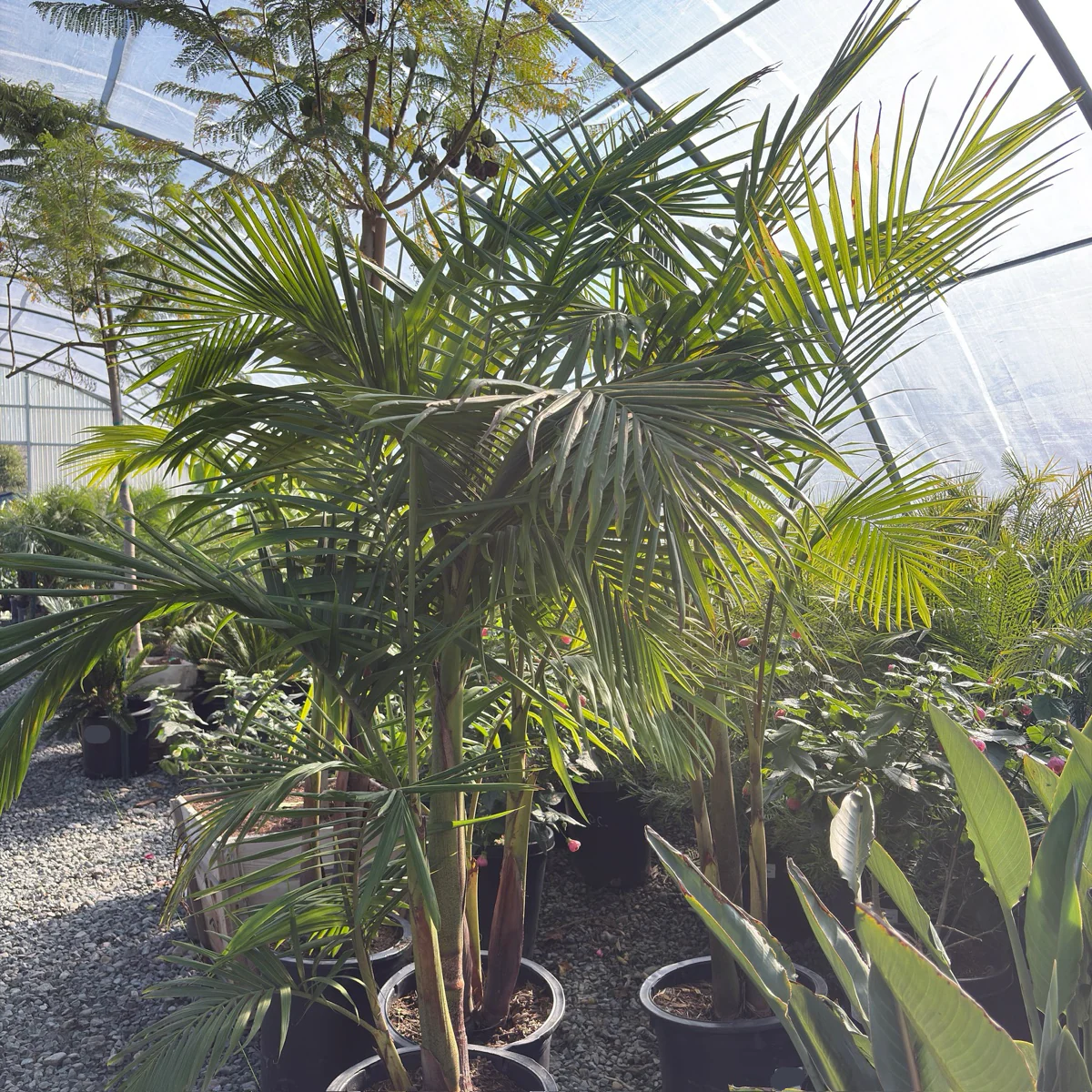 King Palm - Image 1