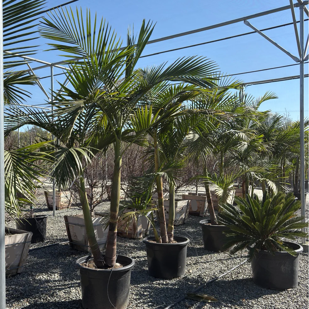 King Palm - Image 2