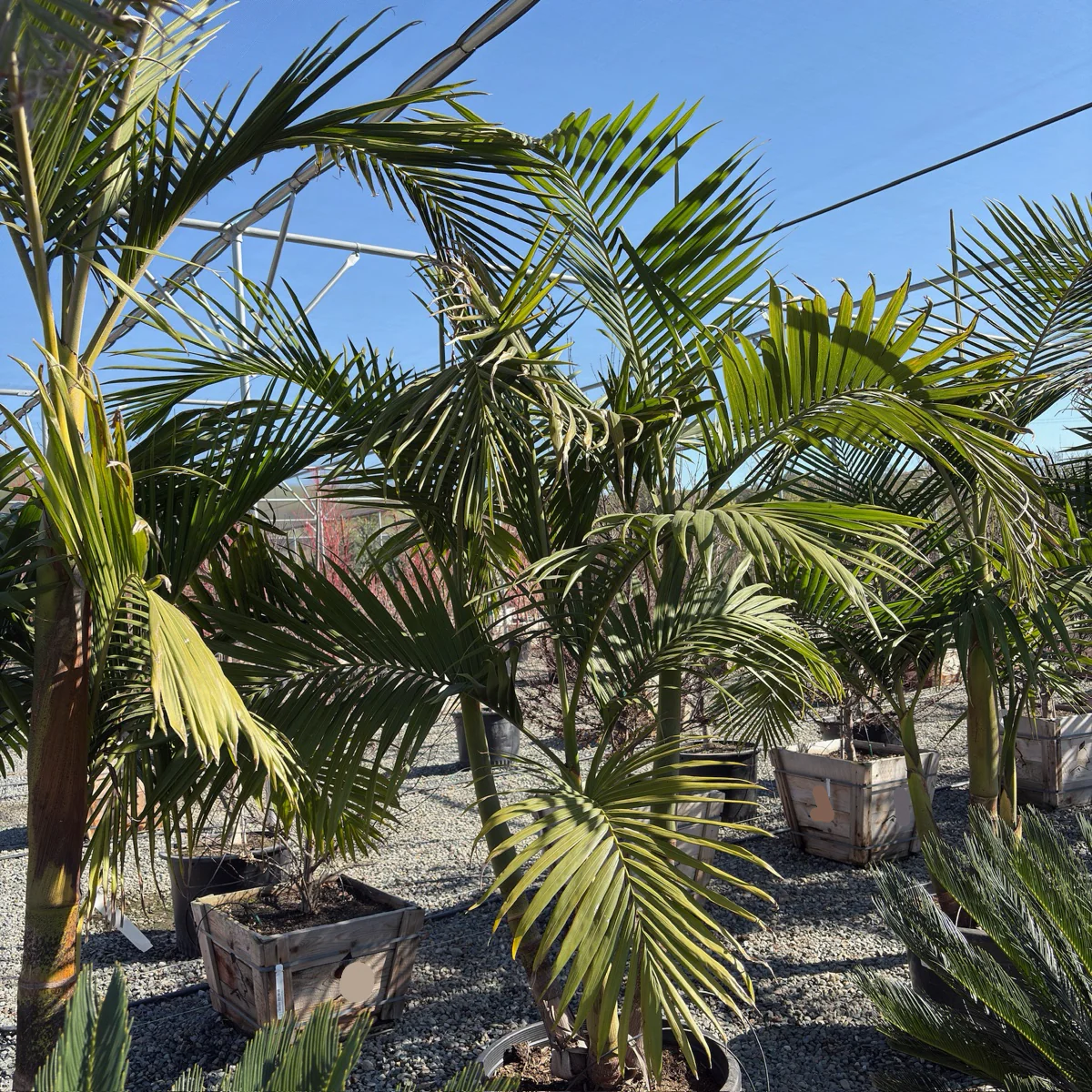 King Palm - Image 3