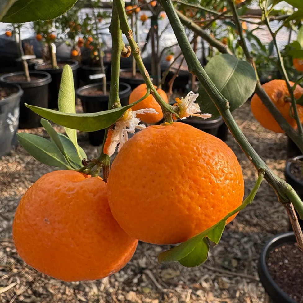 Kishu Seedless Mandarin - Image 1
