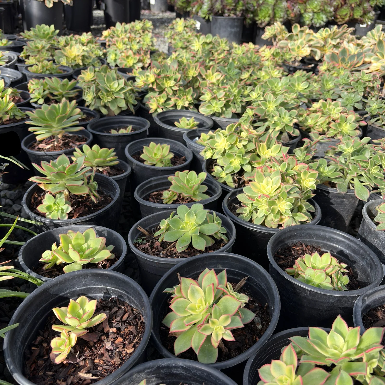 Kiwi Aeonium - Image 2