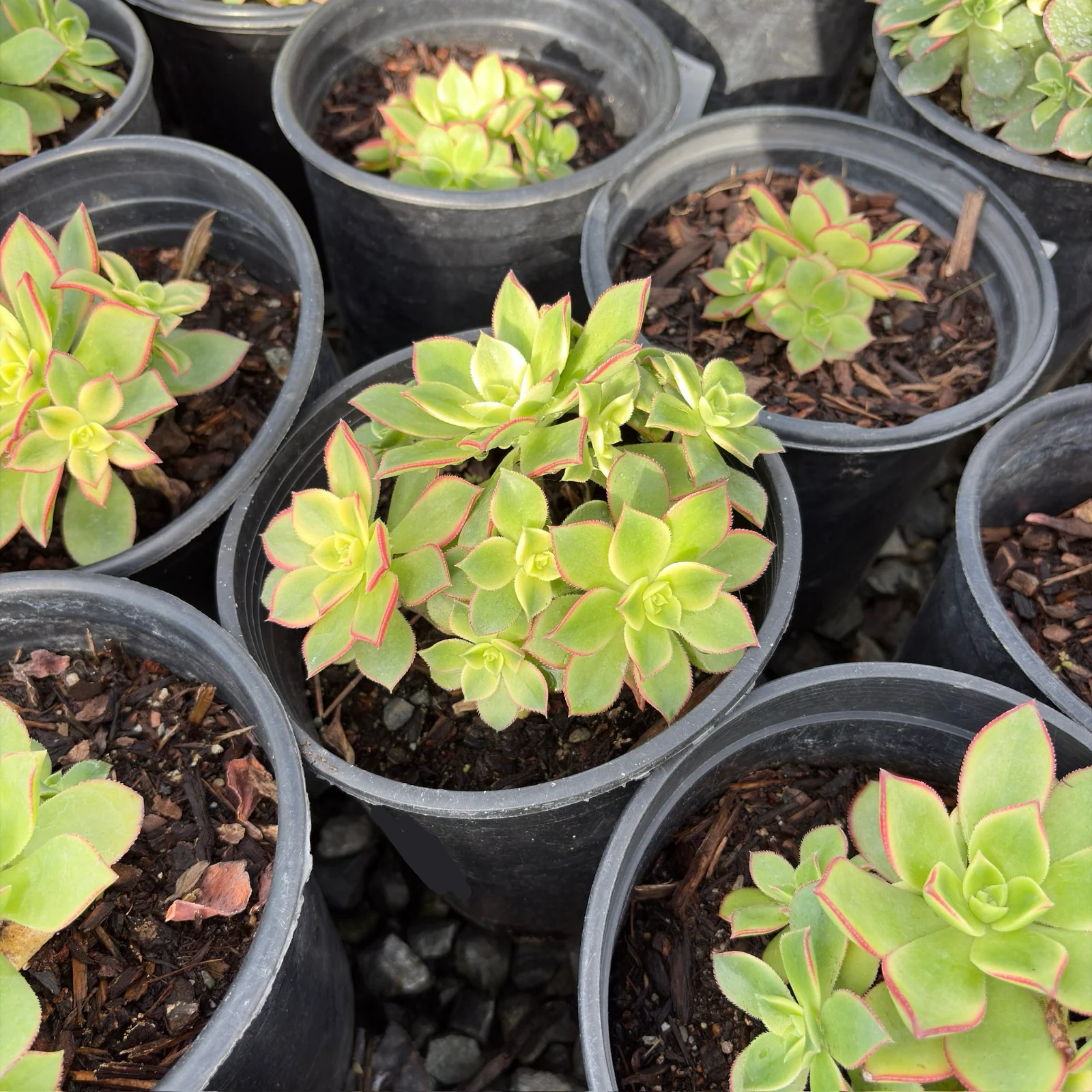 Kiwi Aeonium - Image 3