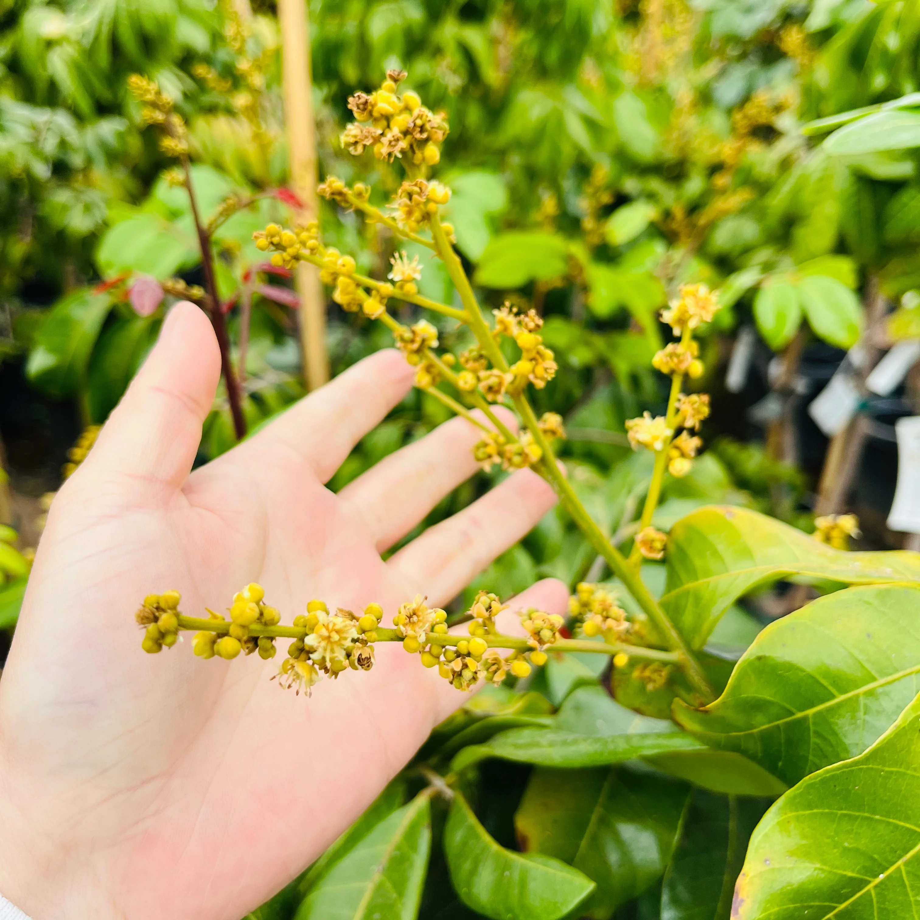 Kohala Longan - Image 3
