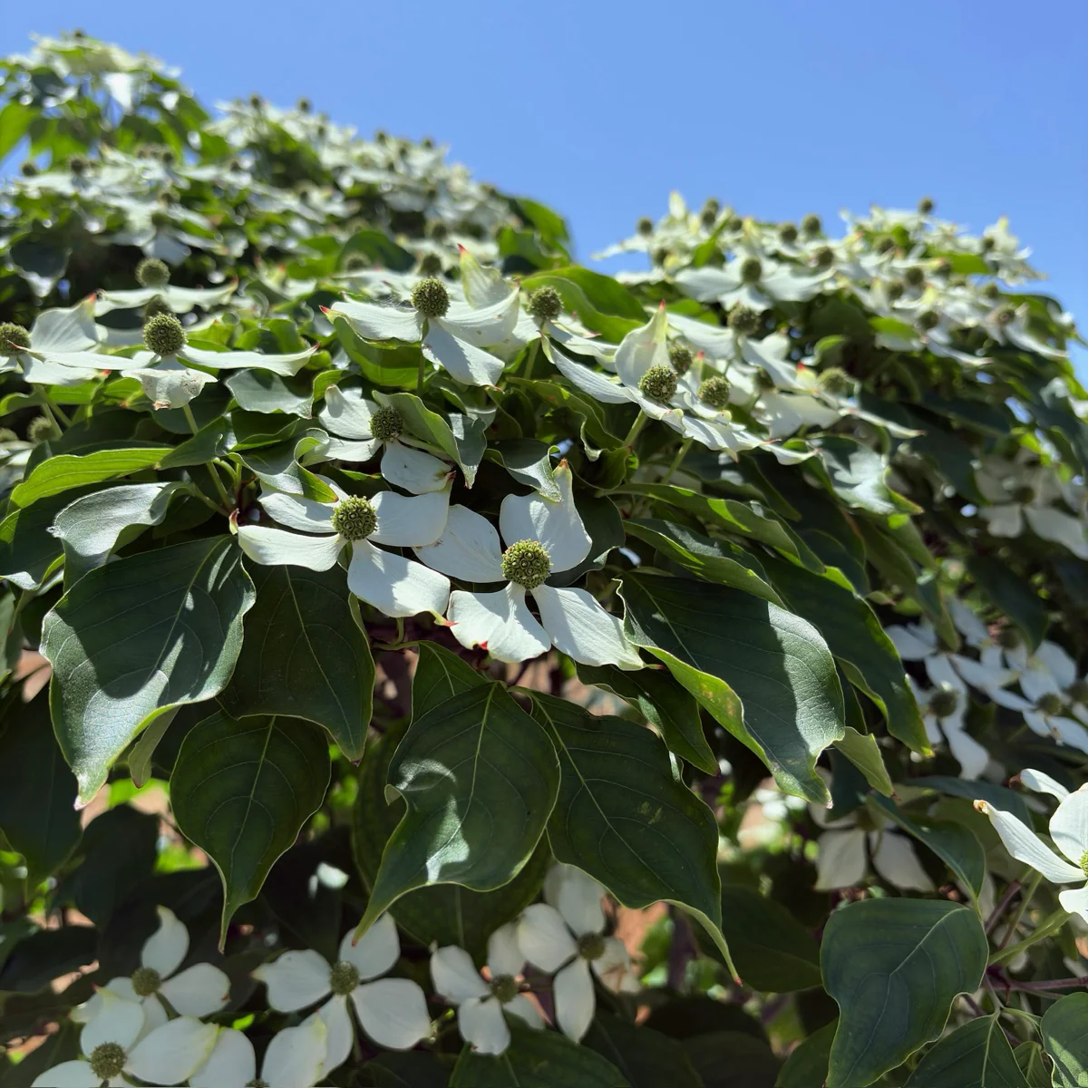 Kousa Dogwood - Image 2