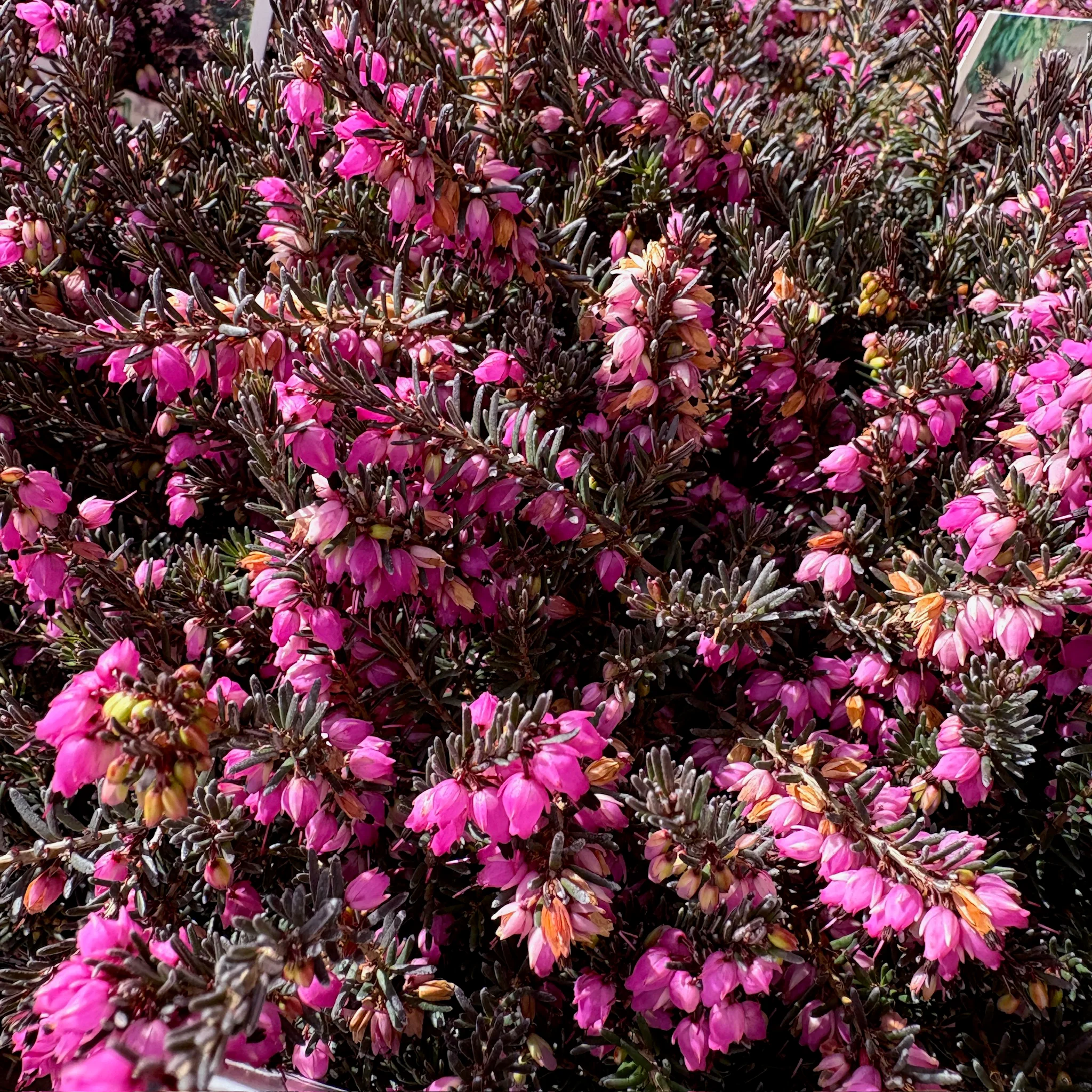 Kramer’s Rote Heather