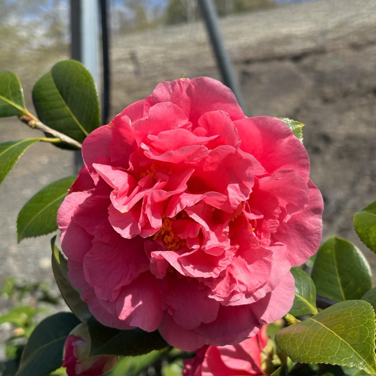 Kramer’s Supreme Camellia