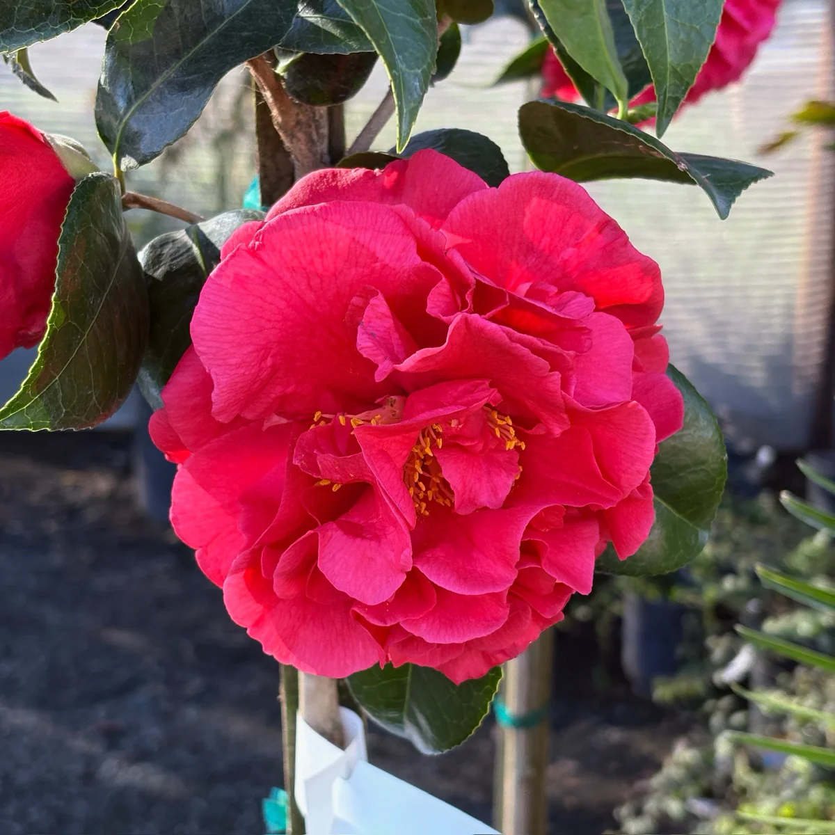 Kramer's Supreme Camellia - Image 2