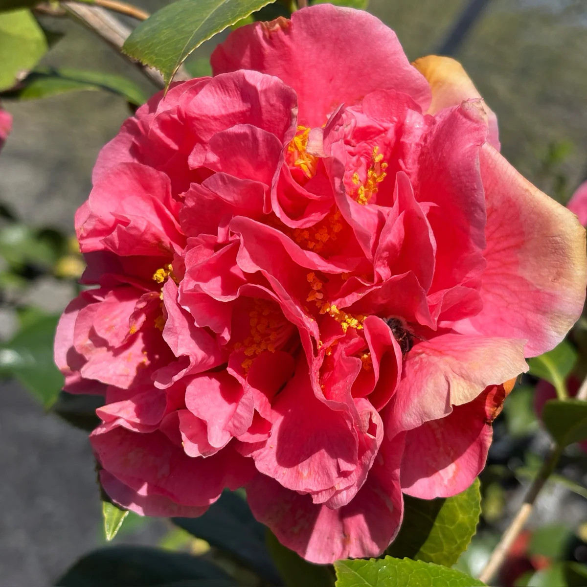 Kramer's Supreme Camellia - Image 3