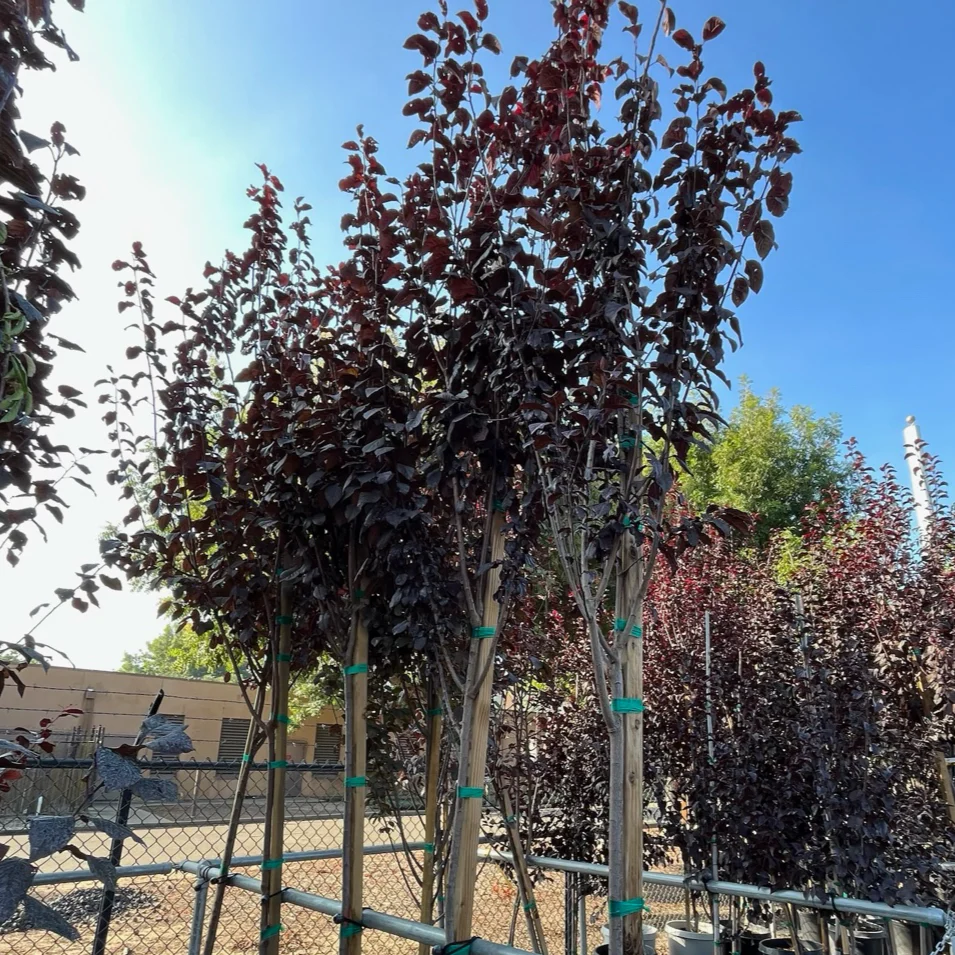 Krauter Vesuvius Flowering Plum - Image 3
