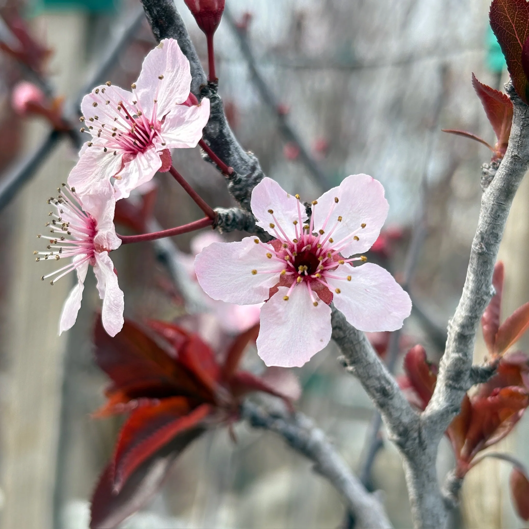 Krauter Vesuvius Flowering Plum - Image 2