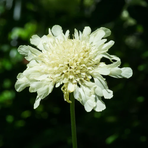 Kudo White Pincushion Flower - Image 1