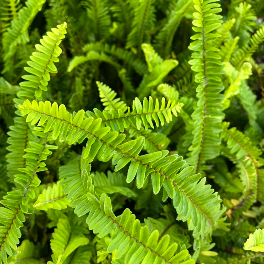 Southern Sword Fern - Image 1