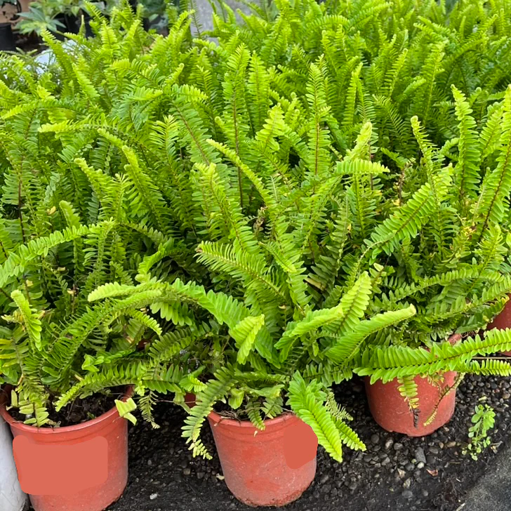 Southern Sword Fern - Image 2