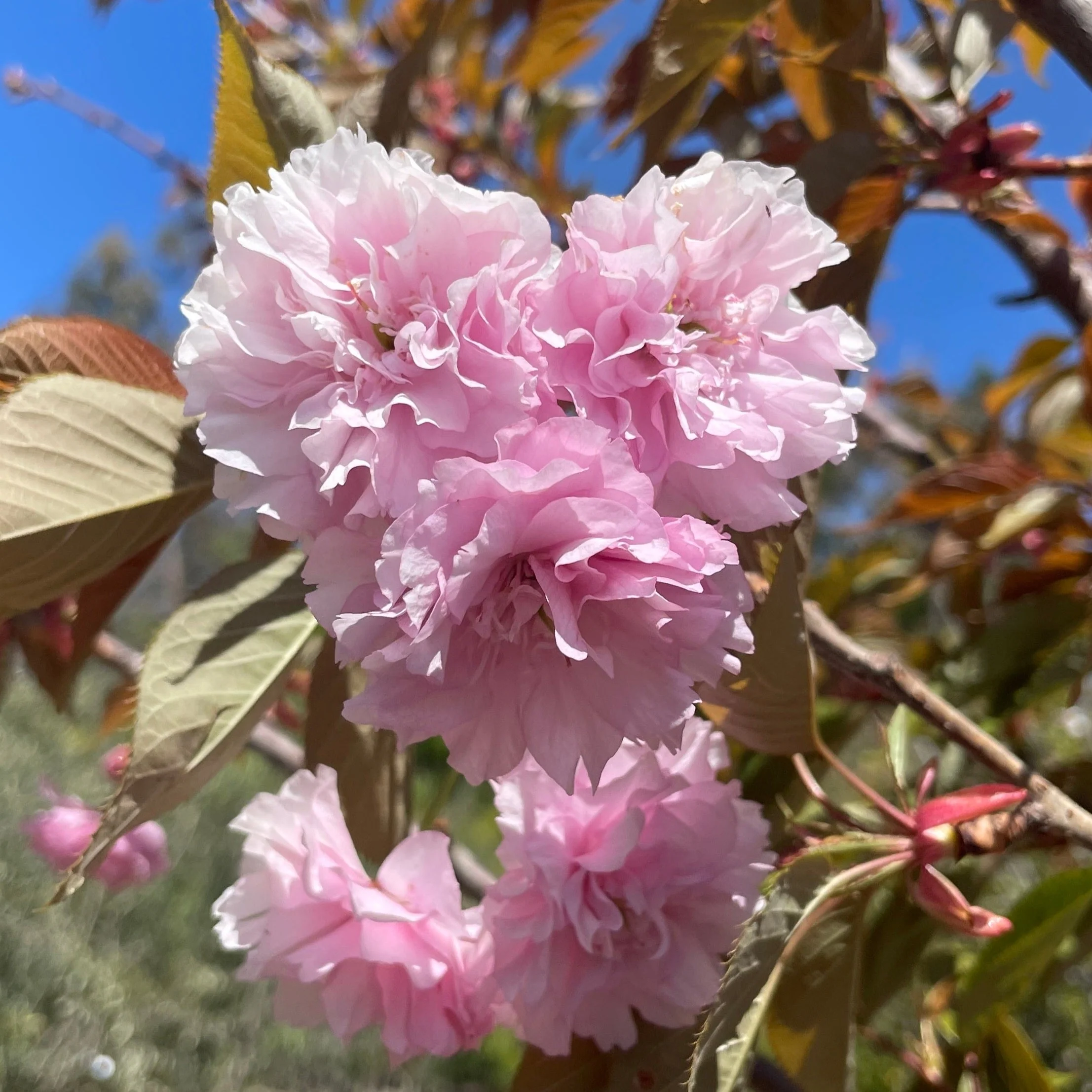 Kwanzan Flowering Cherry - Image 1