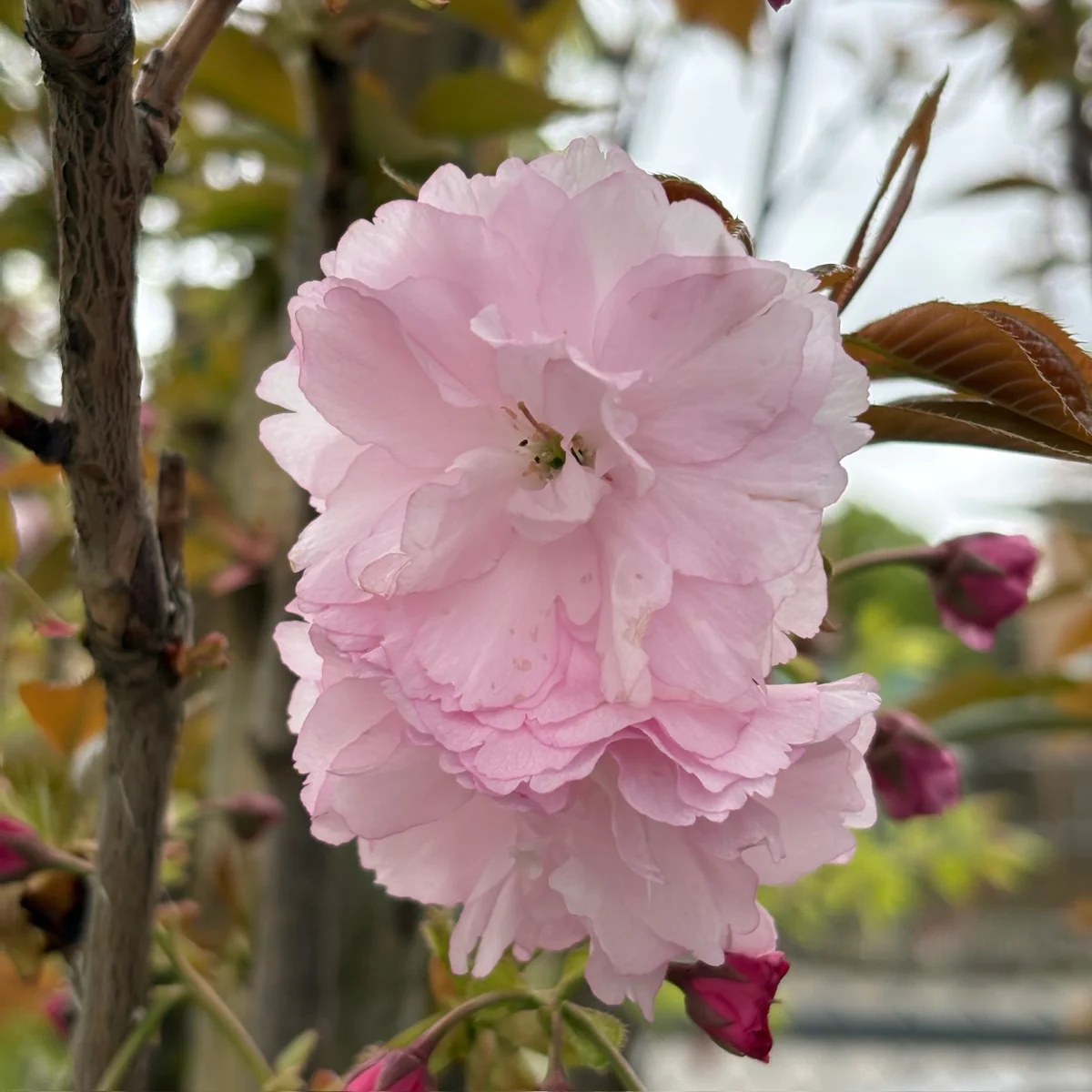 Kwanzan Flowering Cherry - Image 2