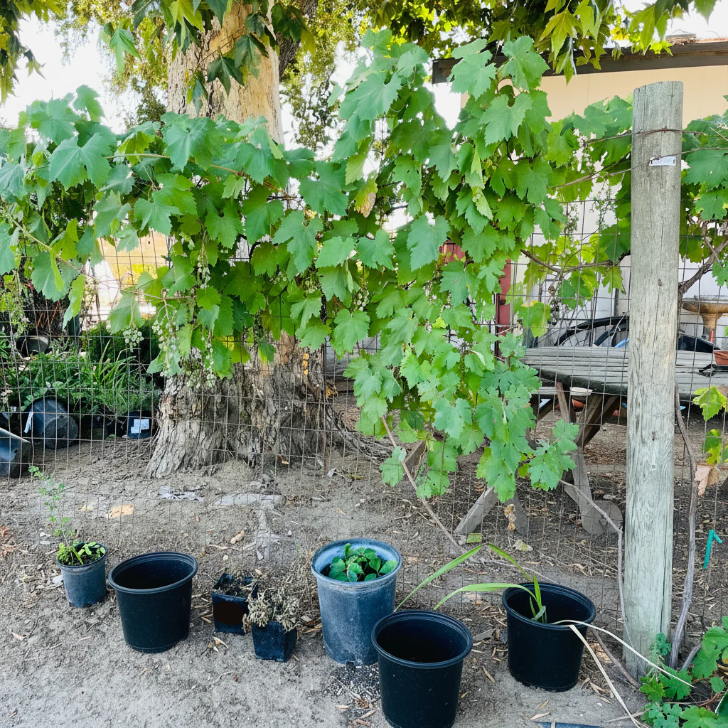 Kyho Grape Vine