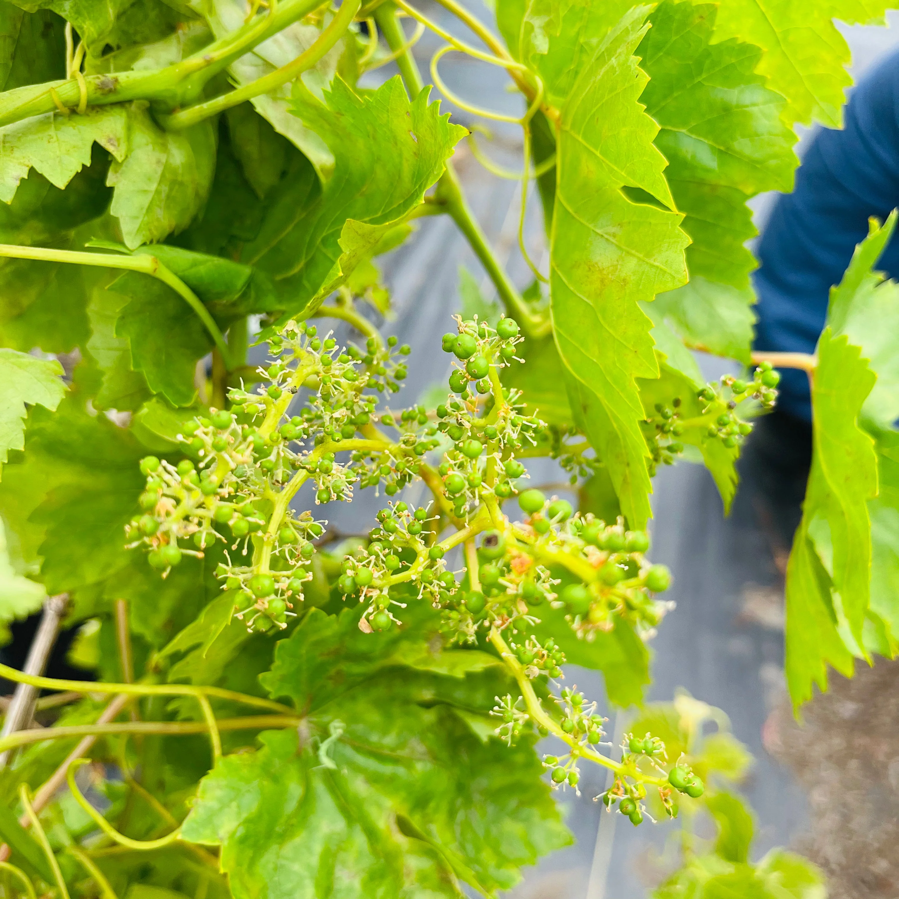 Kyho Grape Vine - Image 3