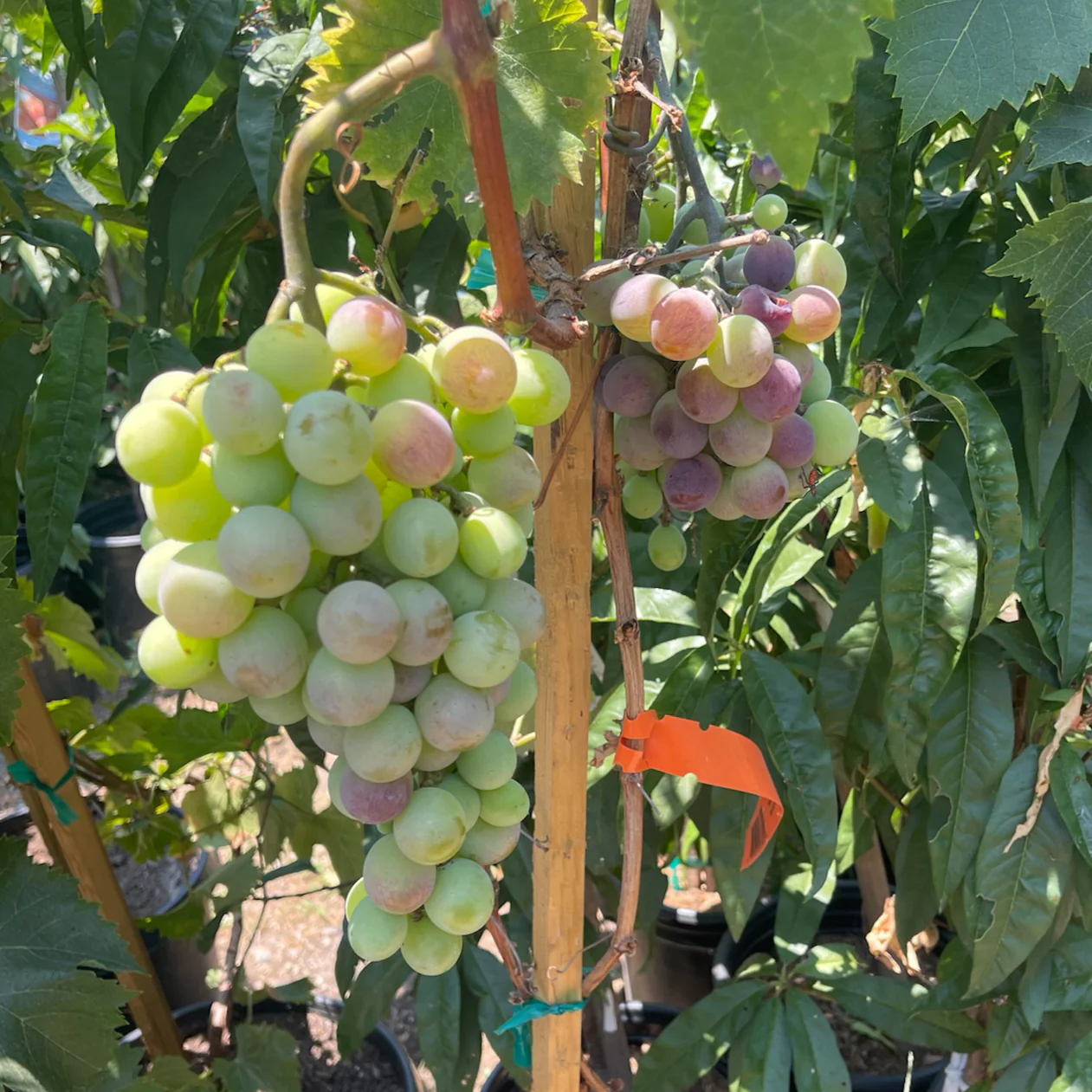 Kyho Grape Vine - Image 2