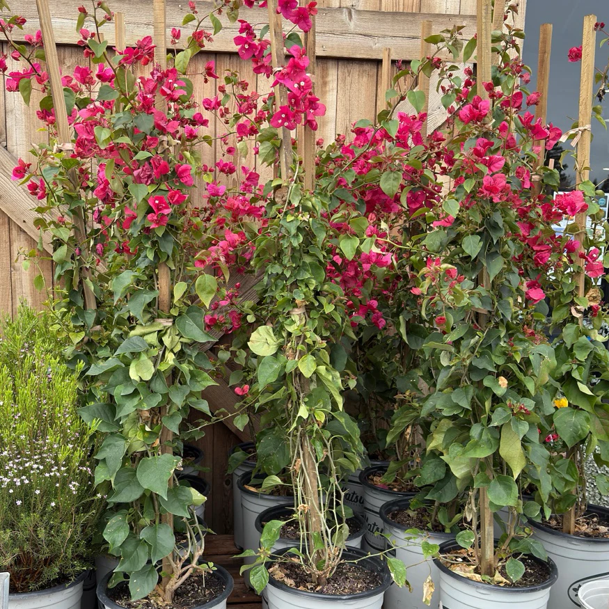La Jolla Bougainvillea - Image 3