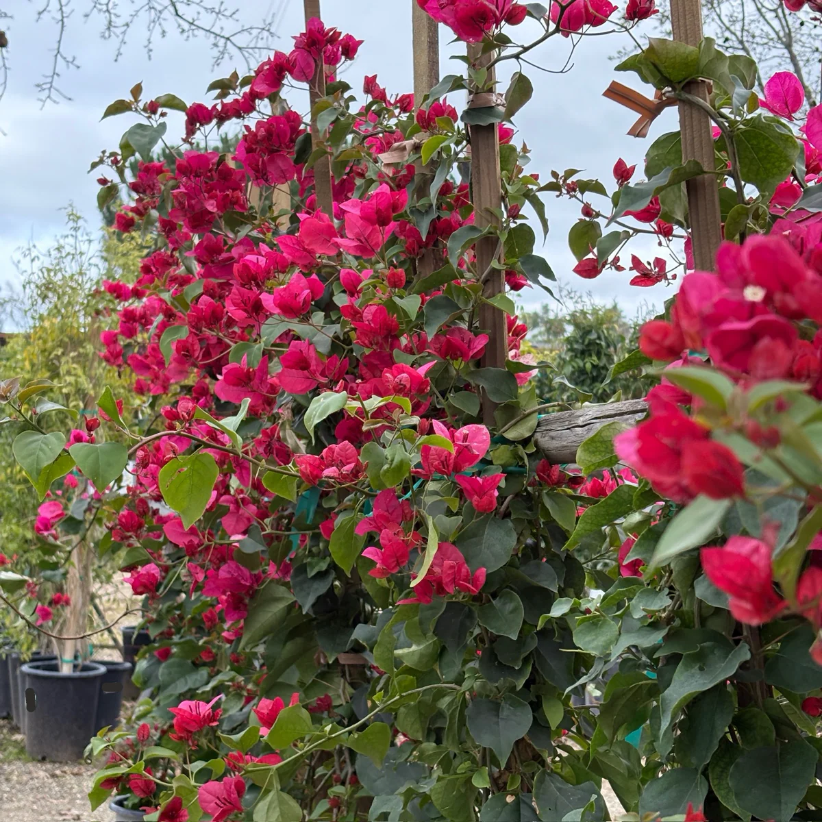 La Jolla Bougainvillea - Image 2
