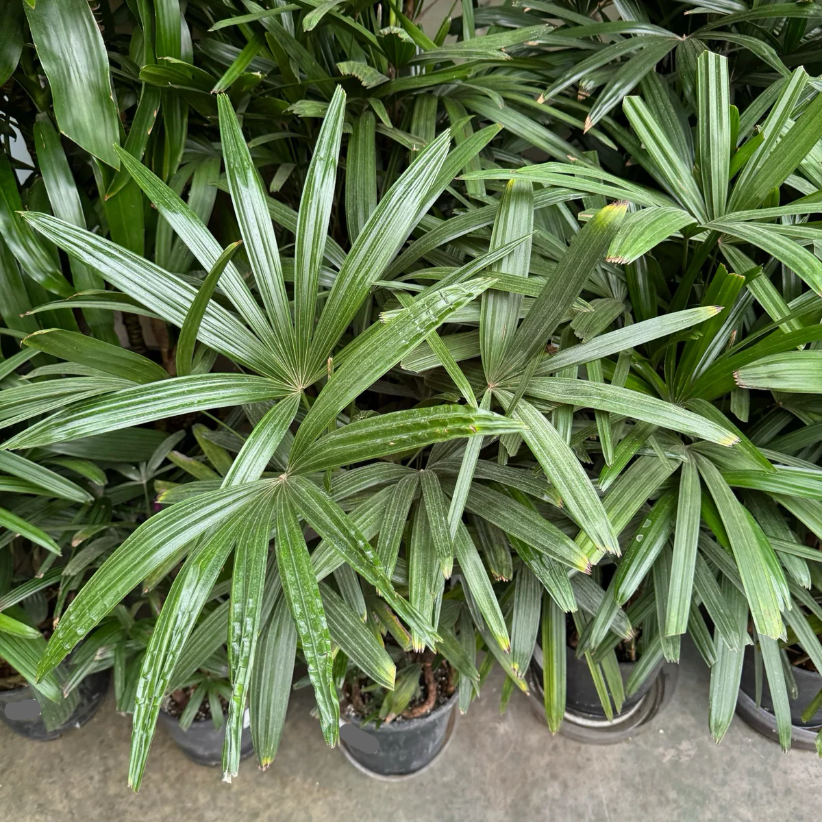 Lady Palm, Bamboo Palm - Image 3