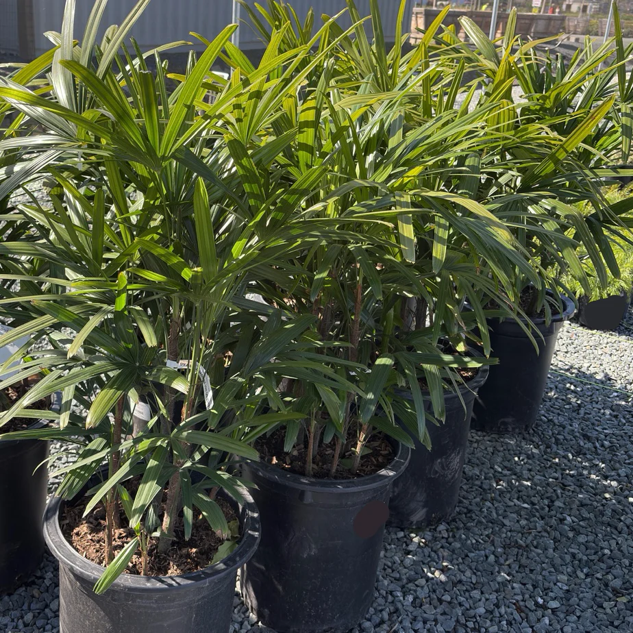 Lady Palm, Bamboo Palm - Image 2