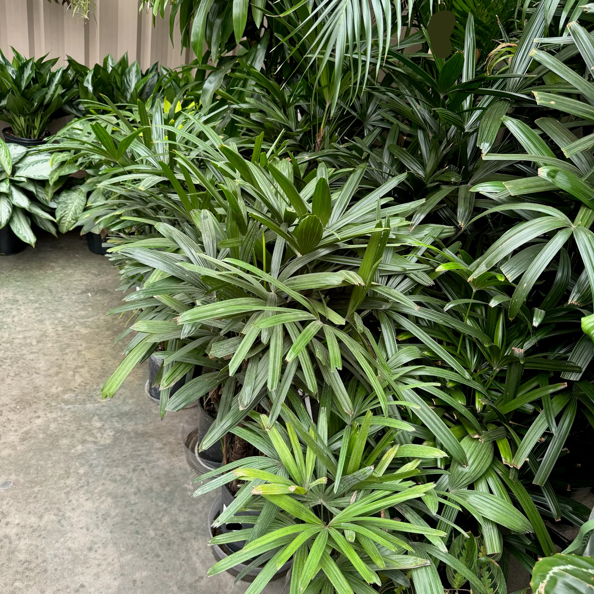 Lady Palm, Bamboo Palm - Image 1