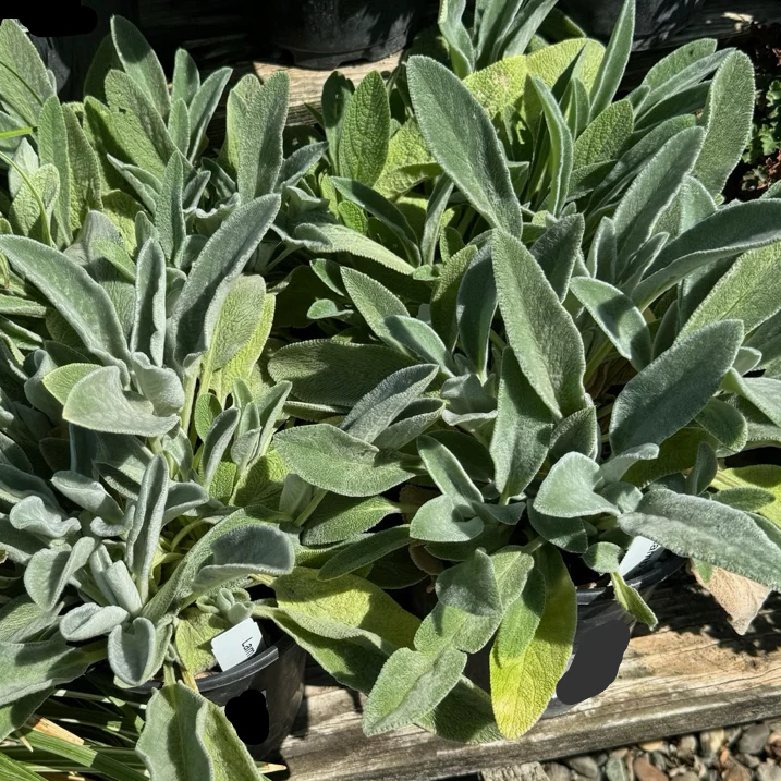Lamb's Ear - Image 1