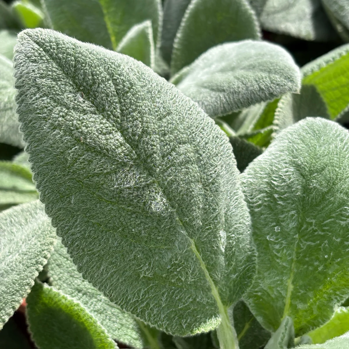 Lamb's Ear - Image 2