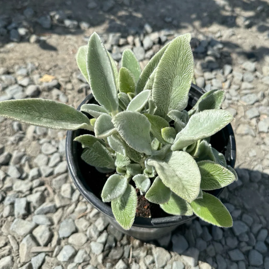 Lamb's Ear - Image 3