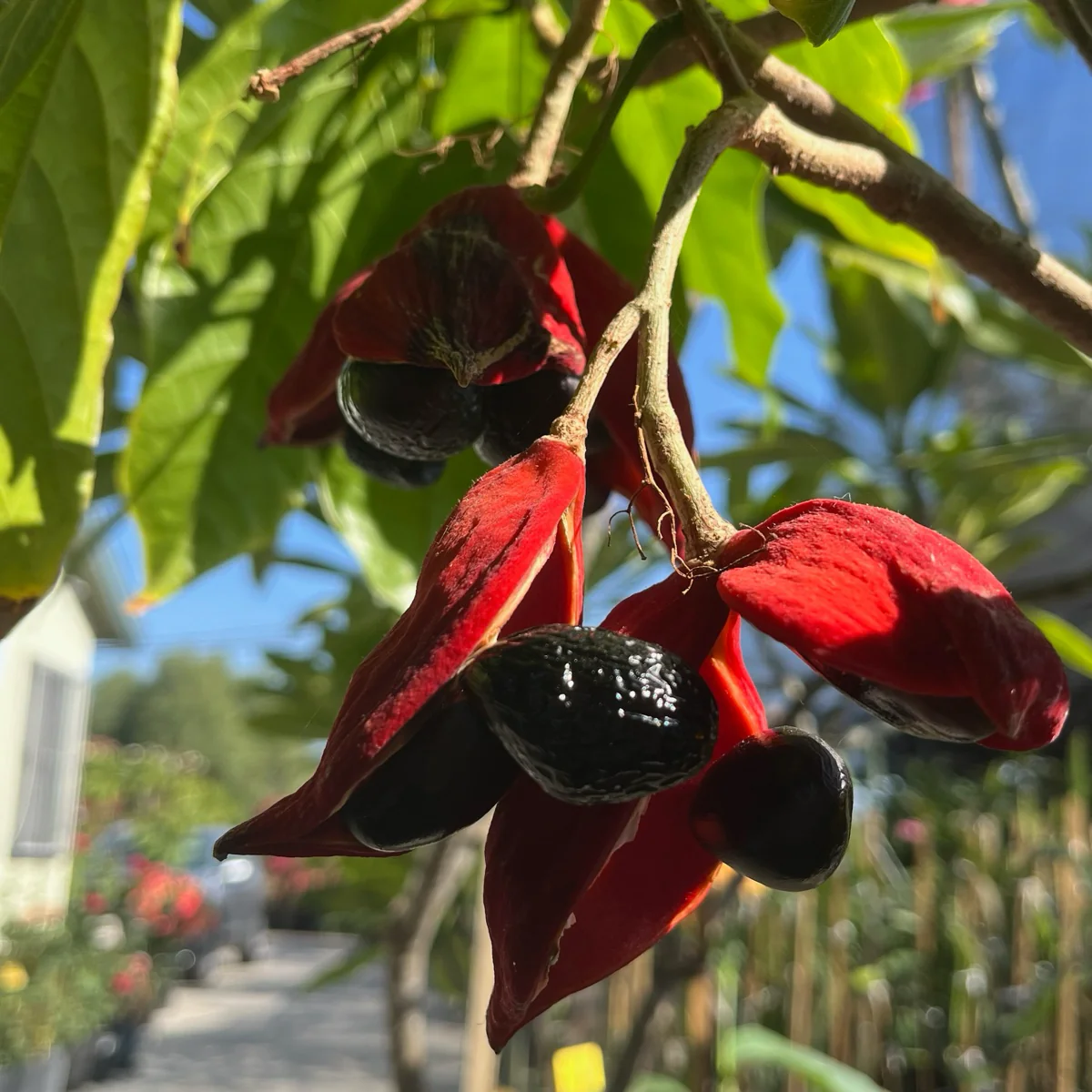 Lance-leaved Sterculia - Image 2